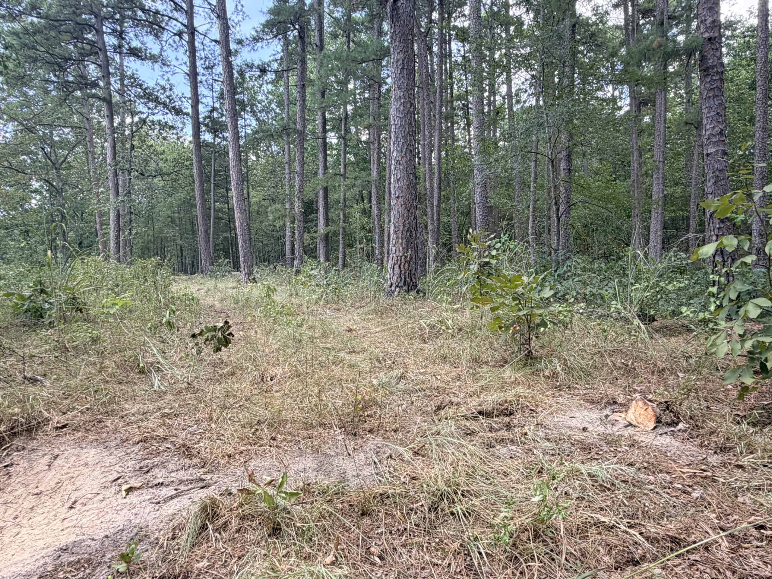 HUNTING LAND FOR SALE IN NORTH CENTRAL ARKANSAS
