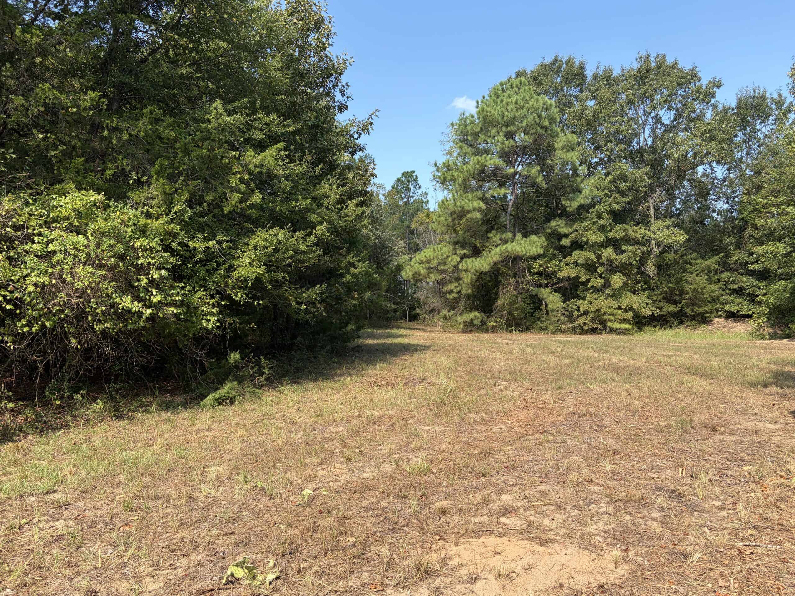 ±16.71 Acres in Linden TX | Land For Sale with Cabin & Power
