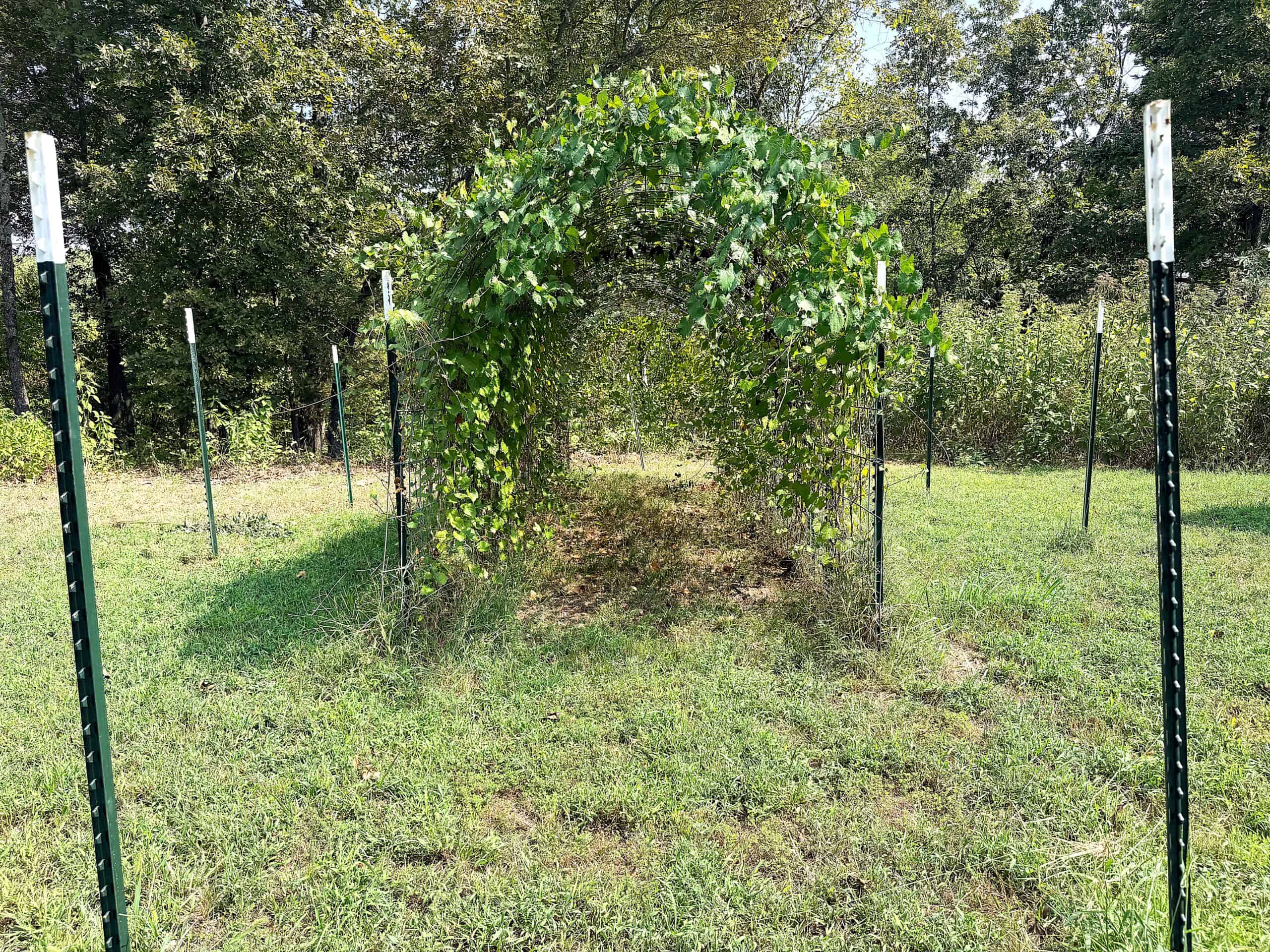 LAND FOR SALE IN NORTH CENTRAL ARKANSAS