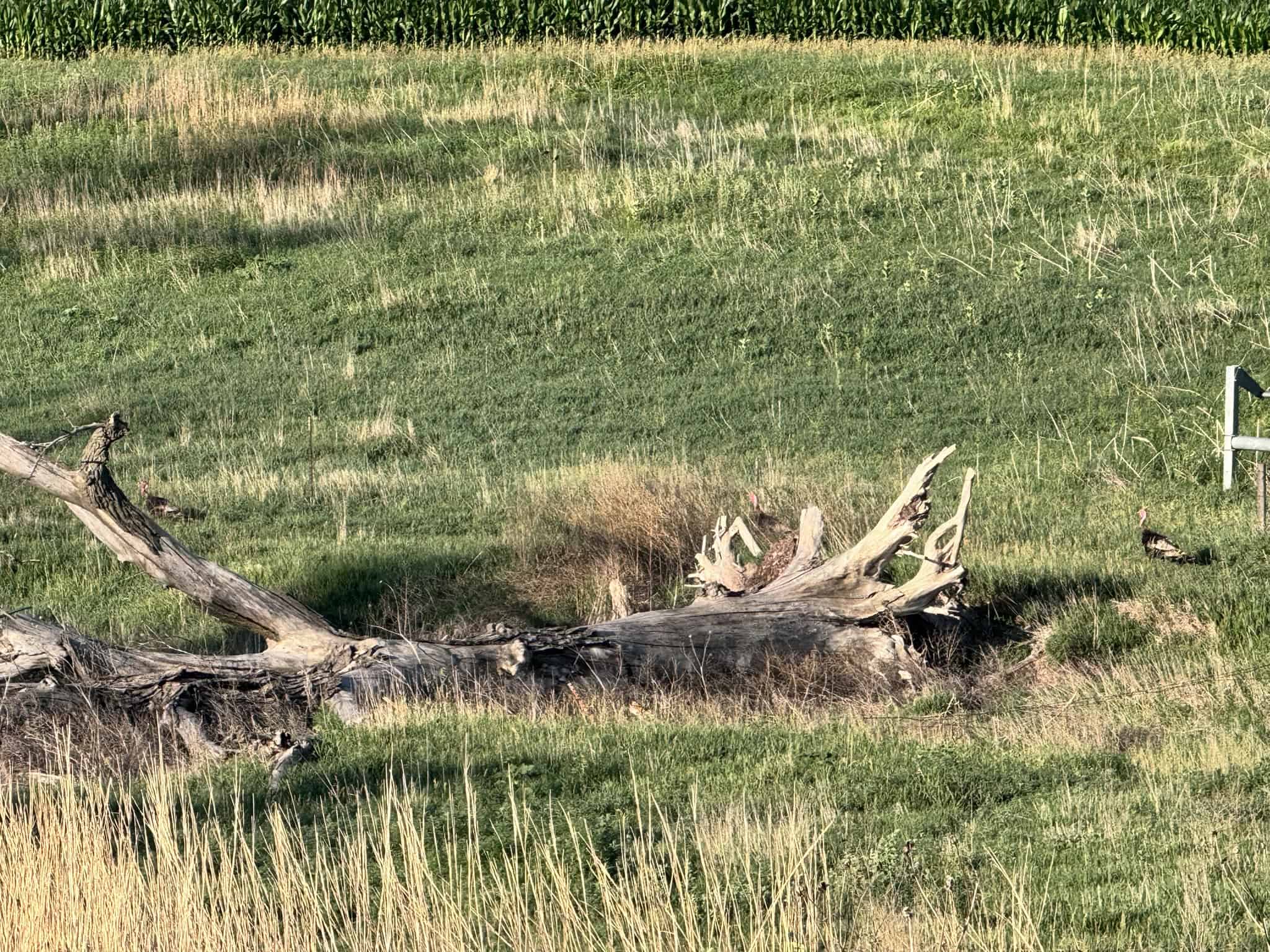 Large Acreage – Chase County Farm, Hunt and Build