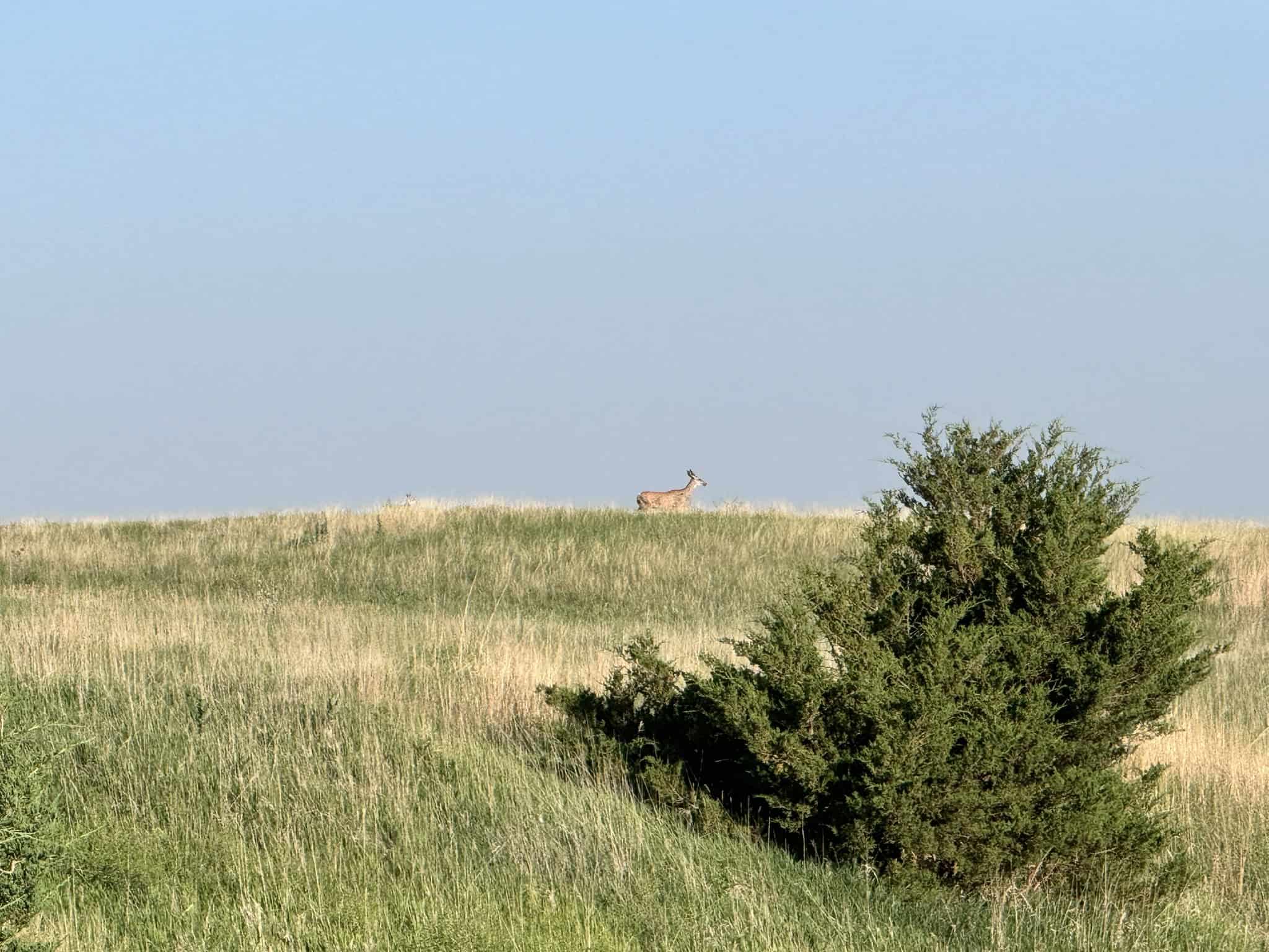 Large Acreage – Chase County Farm, Hunt and Build