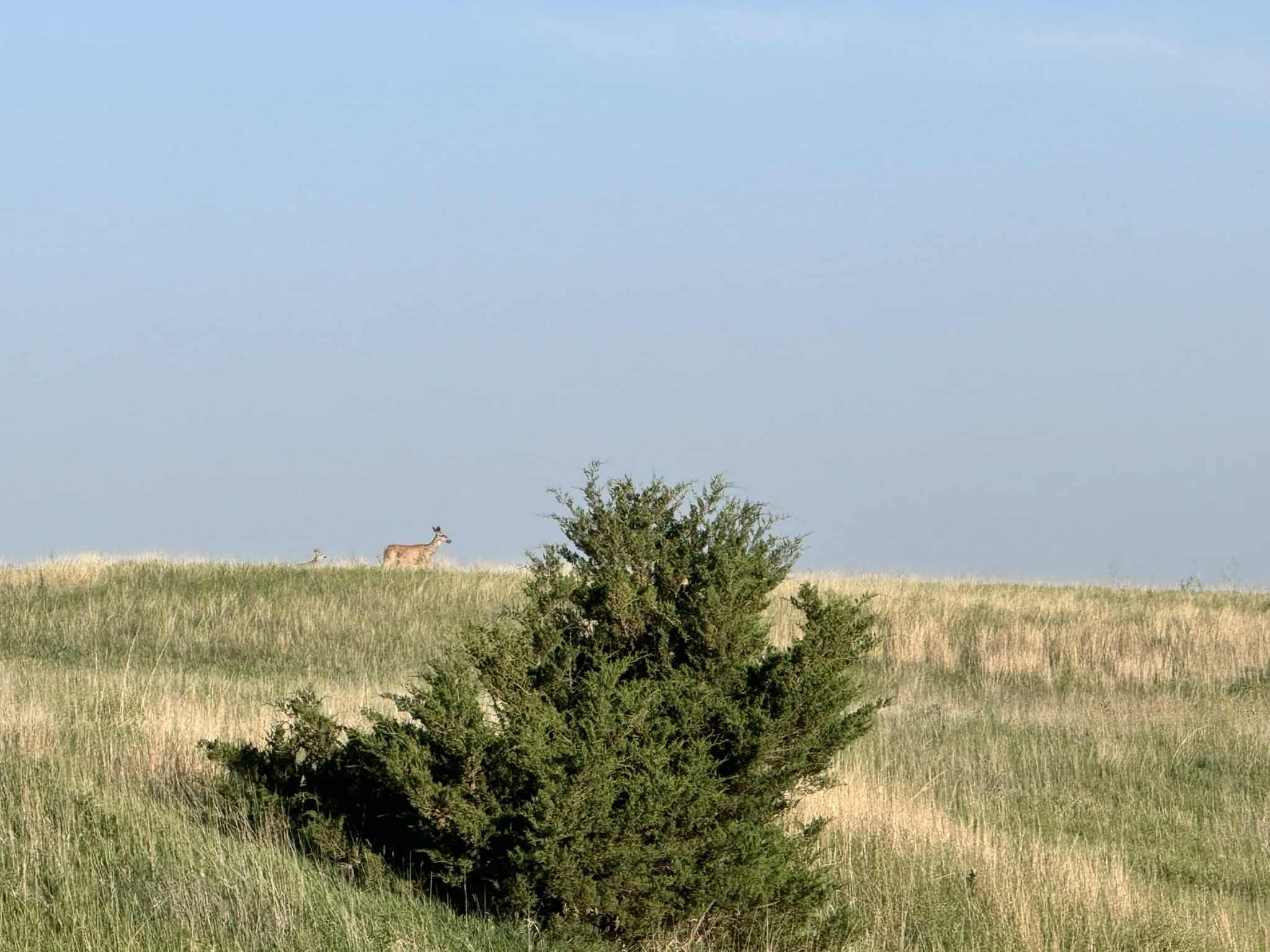Large Acreage – Chase County Farm, Hunt and Build