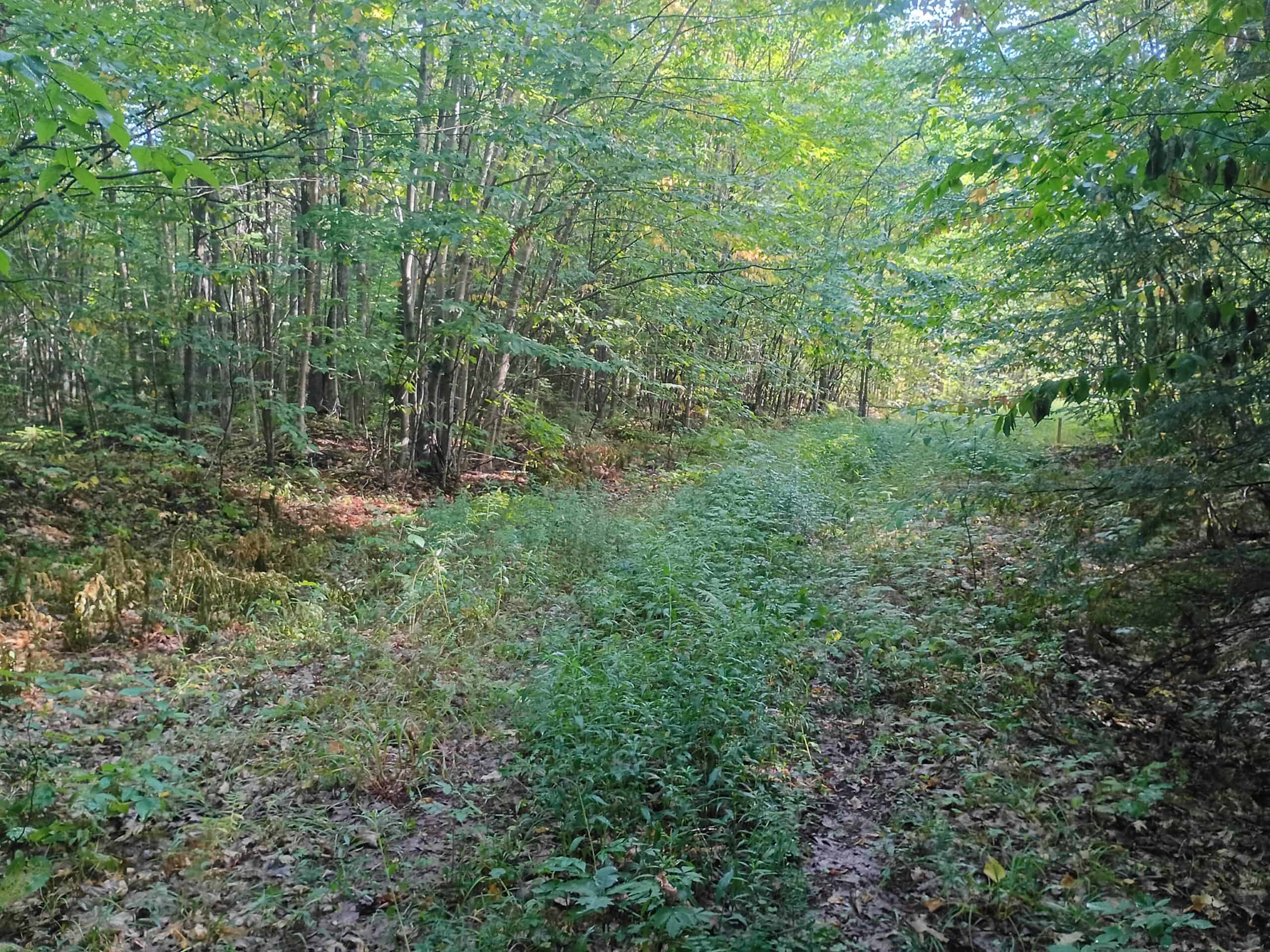 283± Hunting Acres For Sale in Northern Wisconsin!