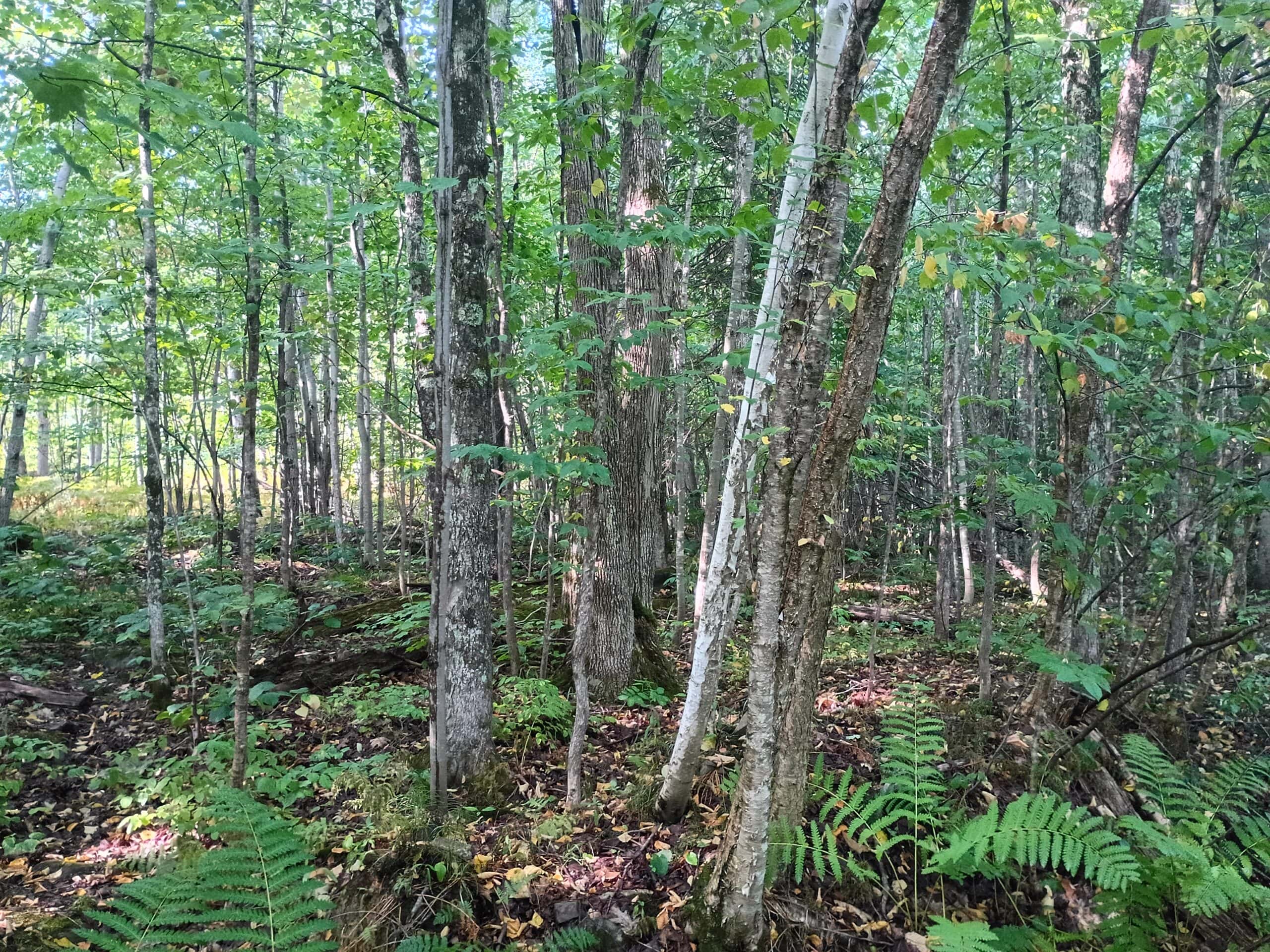 283± Hunting Acres For Sale in Northern Wisconsin!