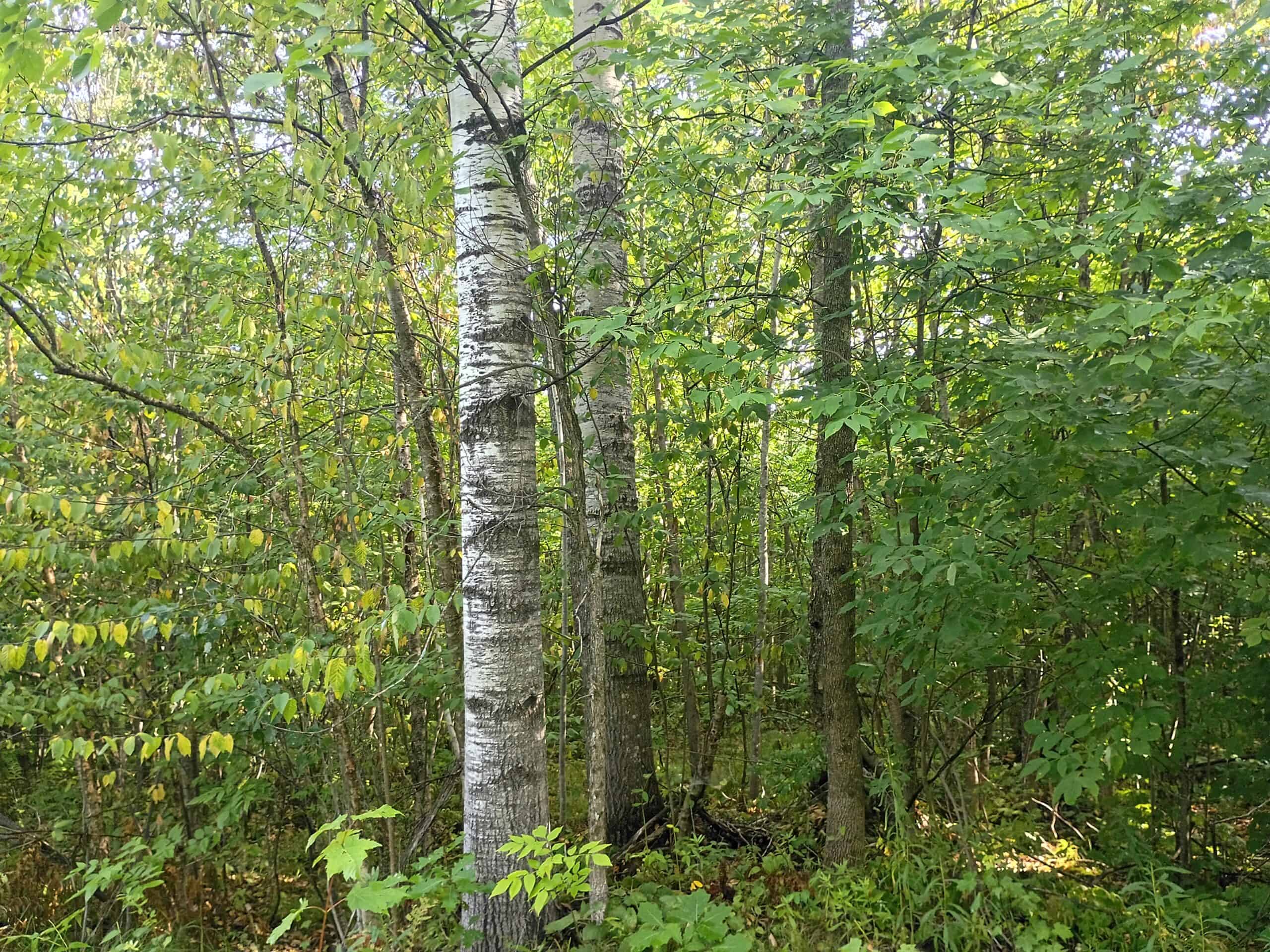 283± Hunting Acres For Sale in Northern Wisconsin!