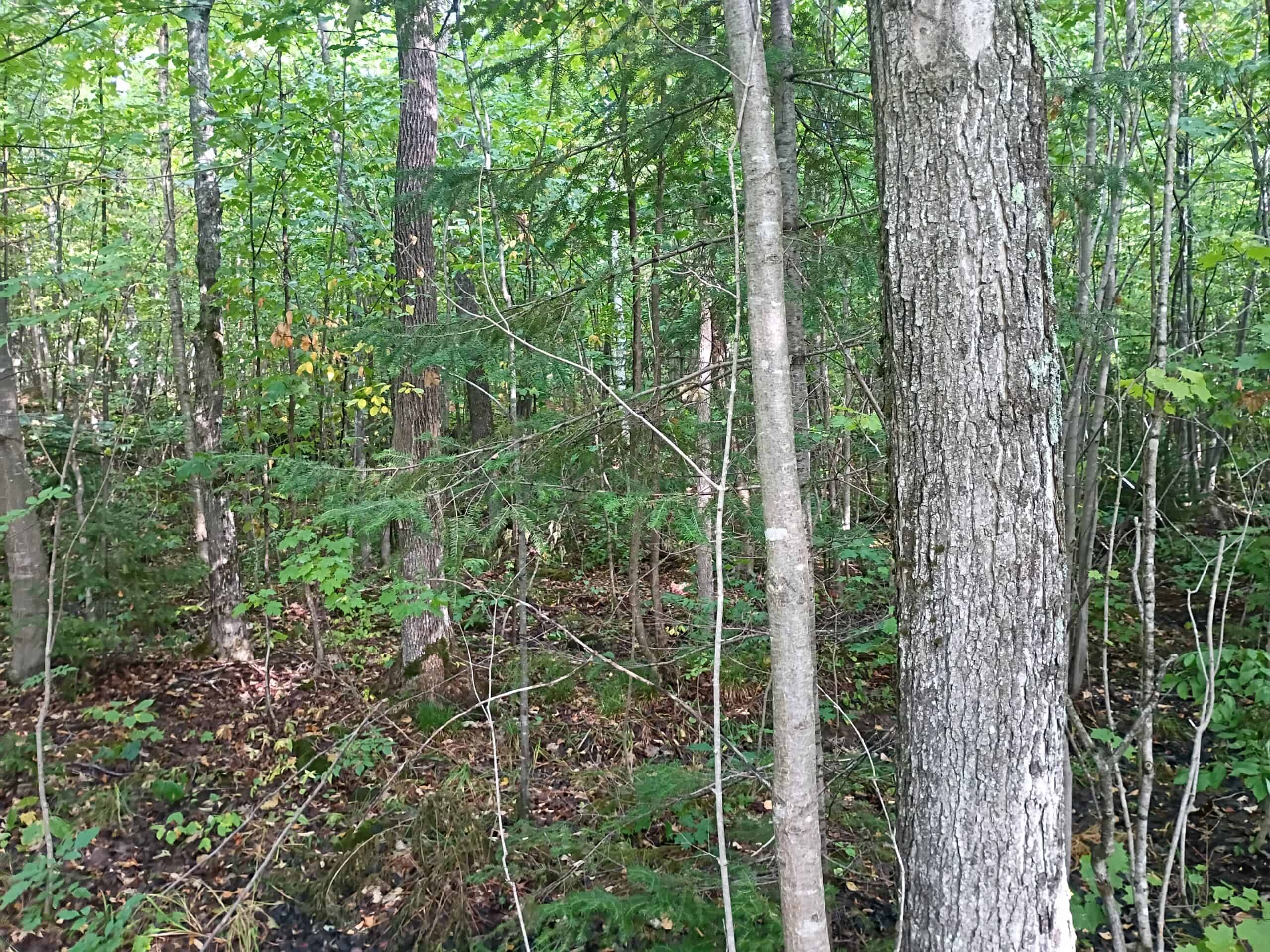 283± Hunting Acres For Sale in Northern Wisconsin!