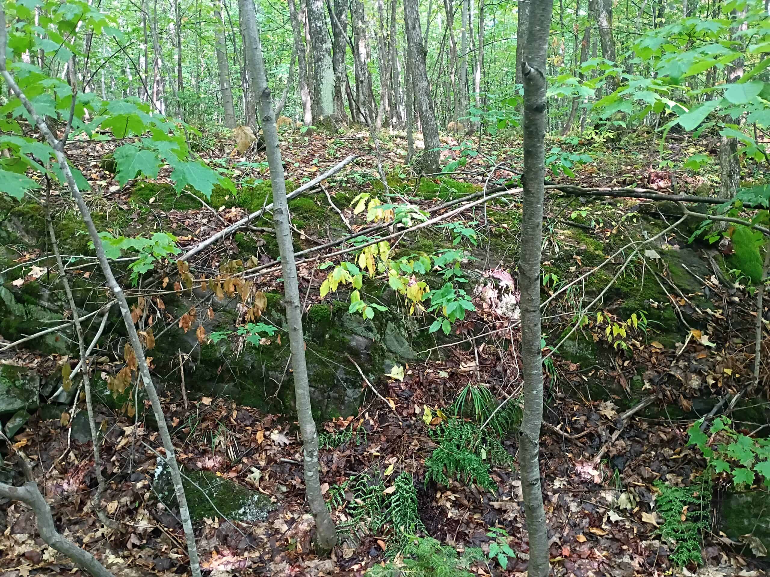 283± Hunting Acres For Sale in Northern Wisconsin!