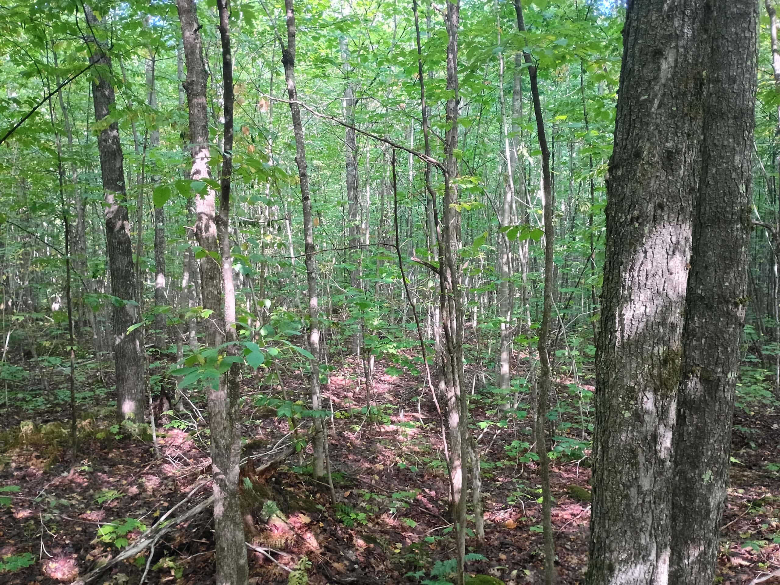 283± Hunting Acres For Sale in Northern Wisconsin!