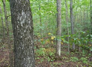 283± Hunting Acres For Sale in Northern Wisconsin!