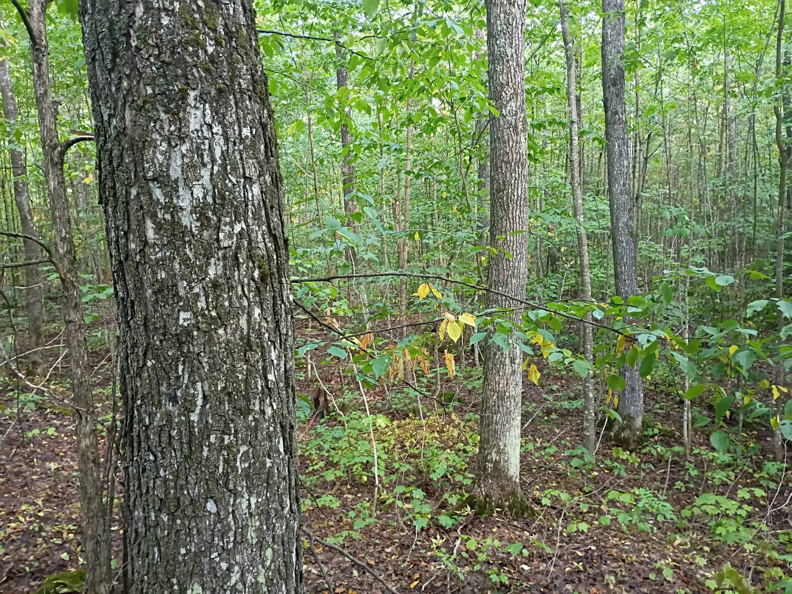 283± Hunting Acres For Sale in Northern Wisconsin!