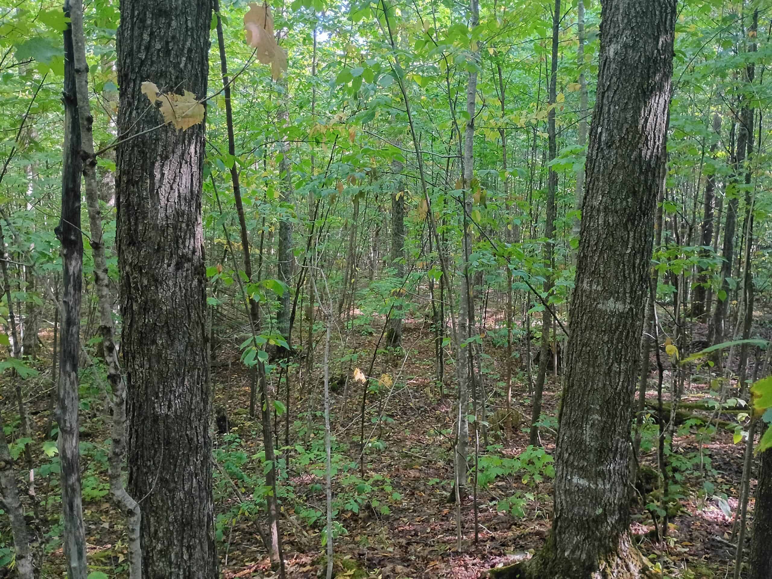 283± Hunting Acres For Sale in Northern Wisconsin!