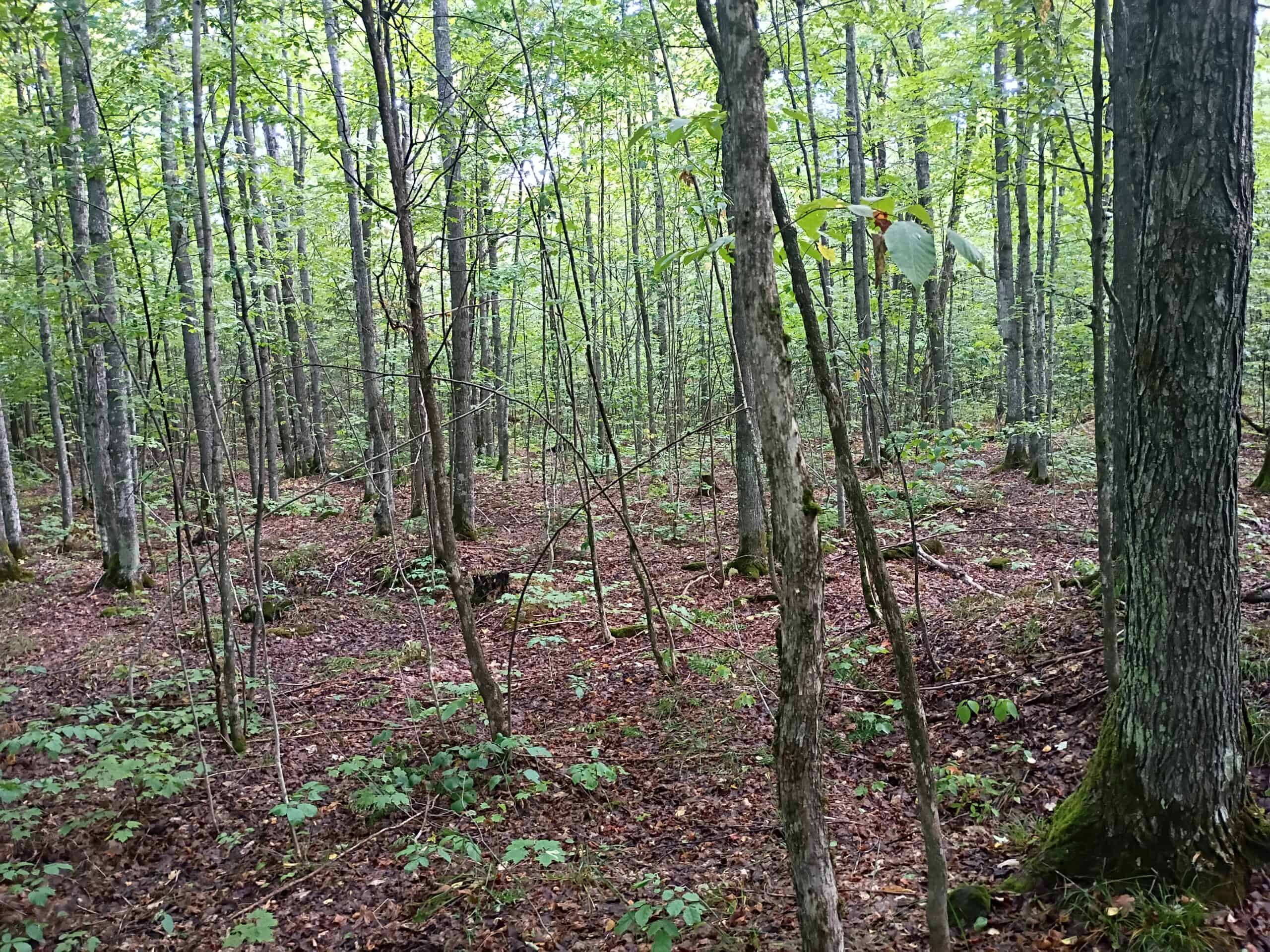 283± Hunting Acres For Sale in Northern Wisconsin!