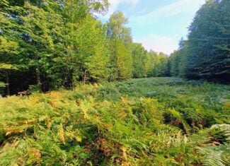 283± Hunting Acres For Sale in Northern Wisconsin!