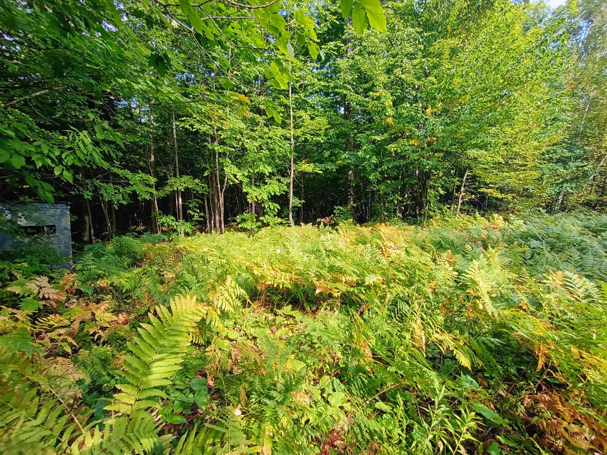 283± Hunting Acres For Sale in Northern Wisconsin!