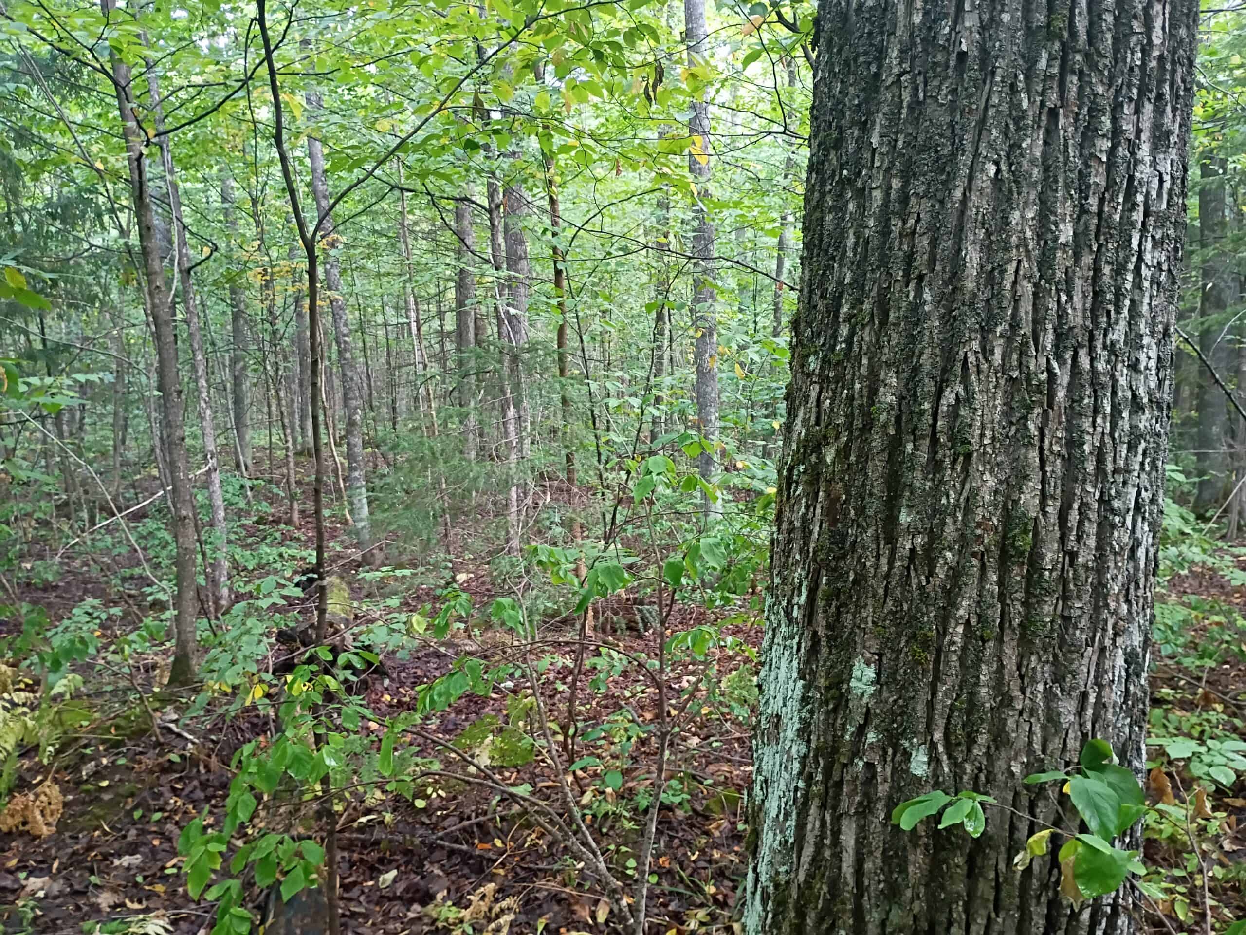 283± Hunting Acres For Sale in Northern Wisconsin!