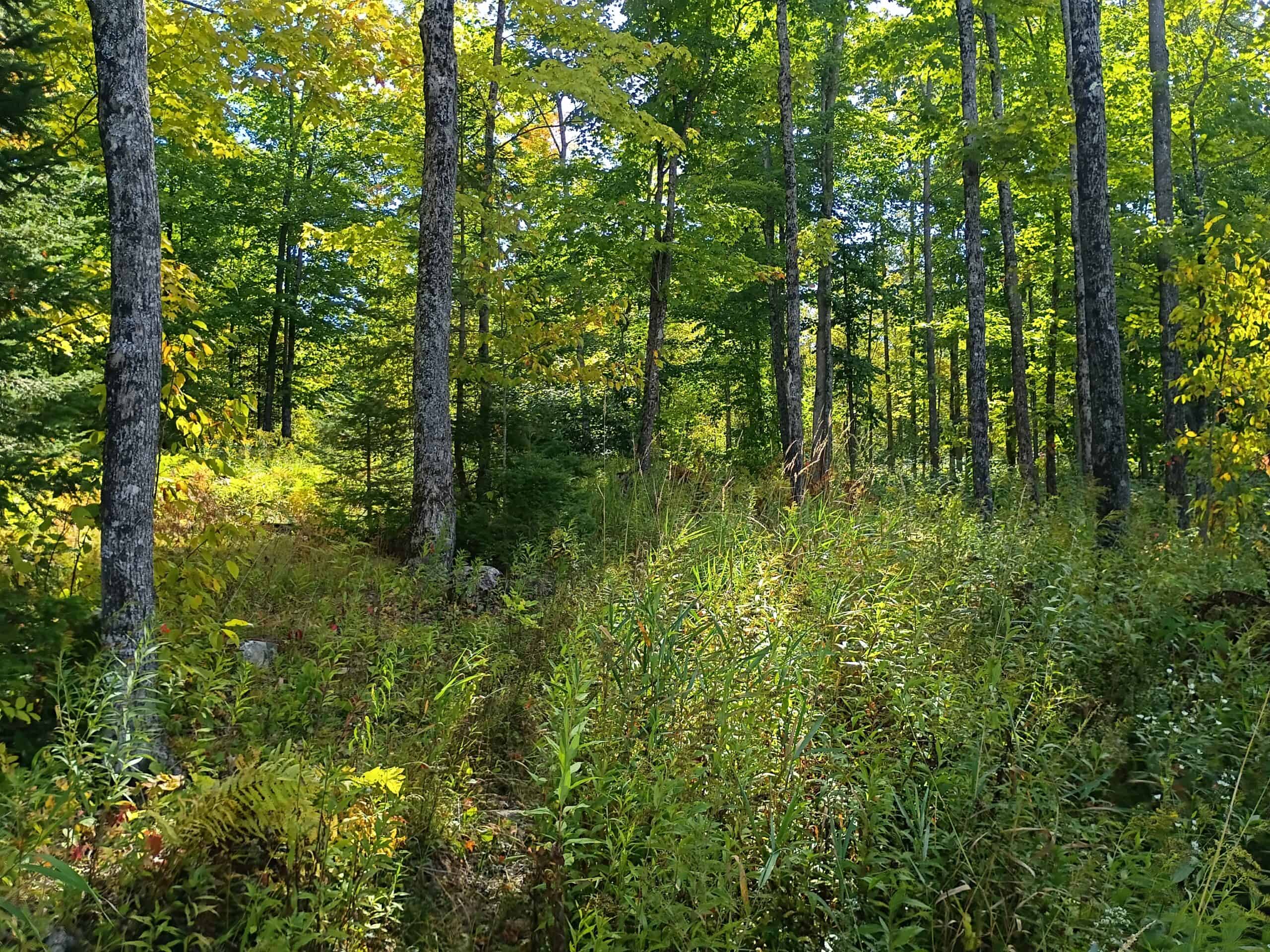 40± Wooded Acres For Sale Near Wisconsin National Forest