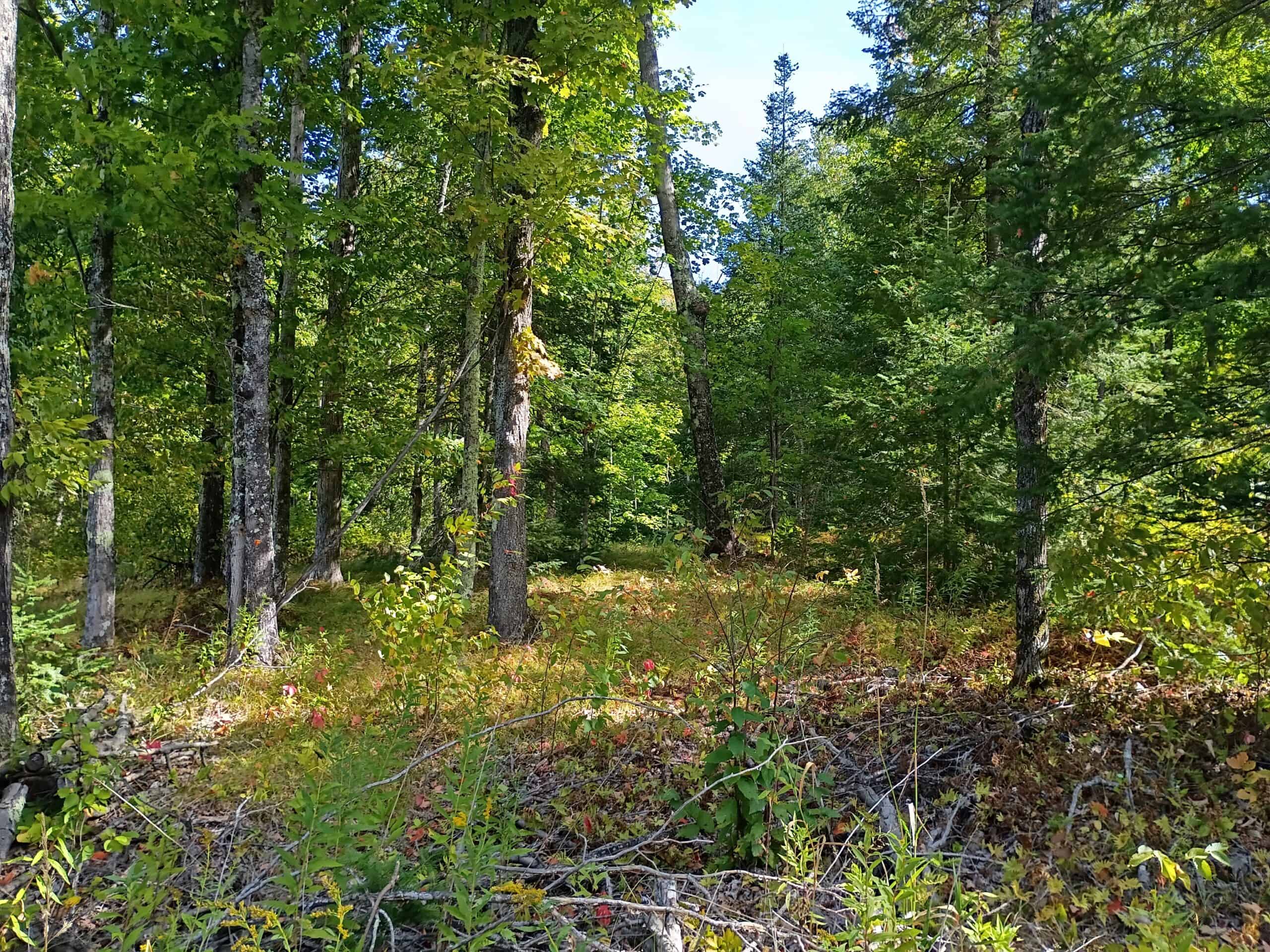40± Wooded Acres For Sale Near Wisconsin National Forest