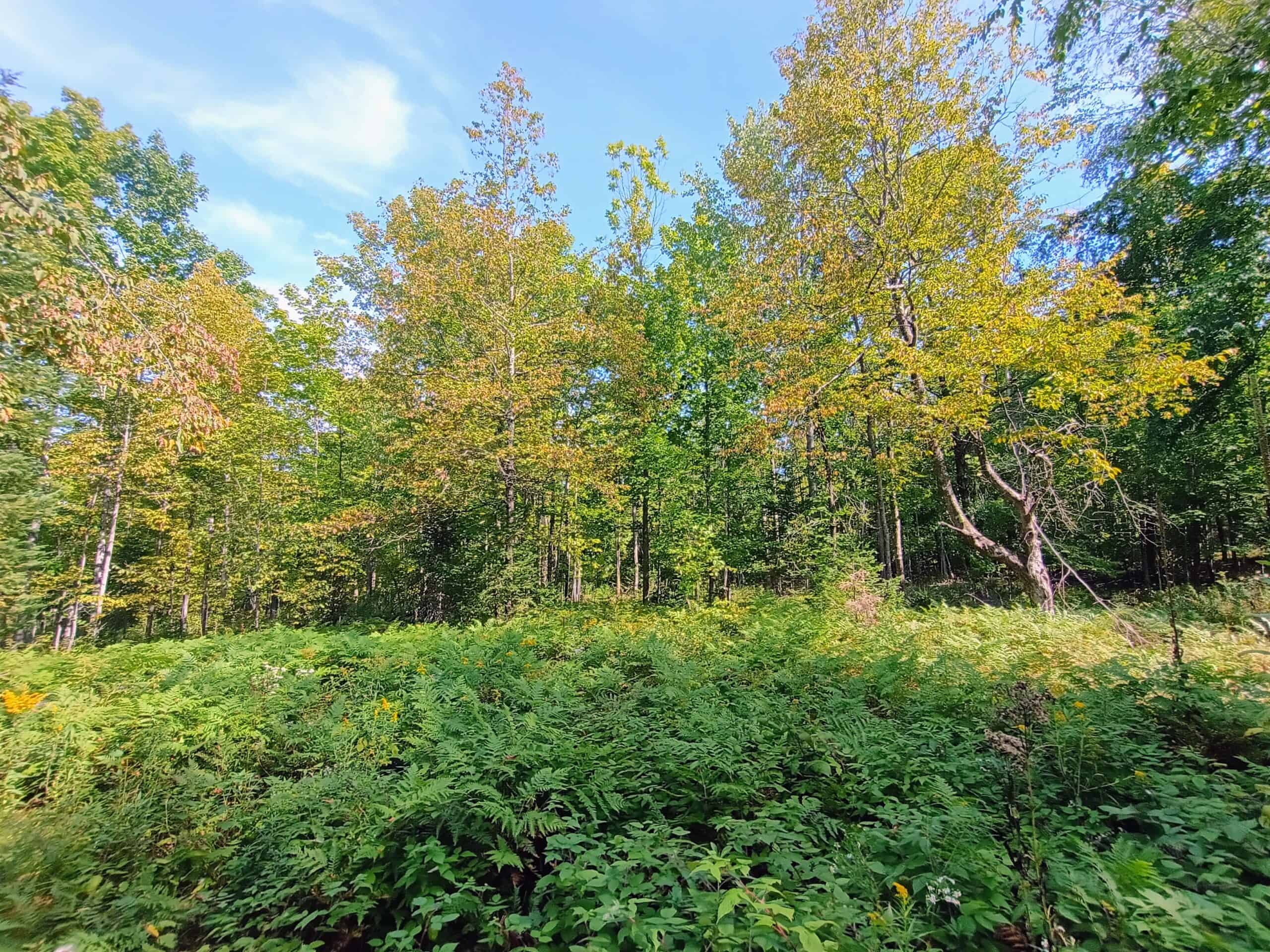 40± Wooded Acres For Sale Near Wisconsin National Forest
