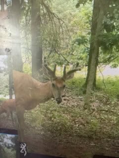 52 Acres of Trophy Whitetail Deer Hunting in Columbia County WI