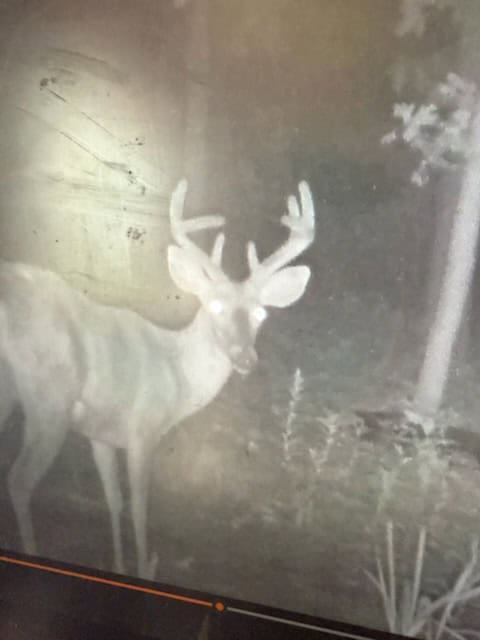 52 Acres of Trophy Whitetail Deer Hunting in Columbia County WI
