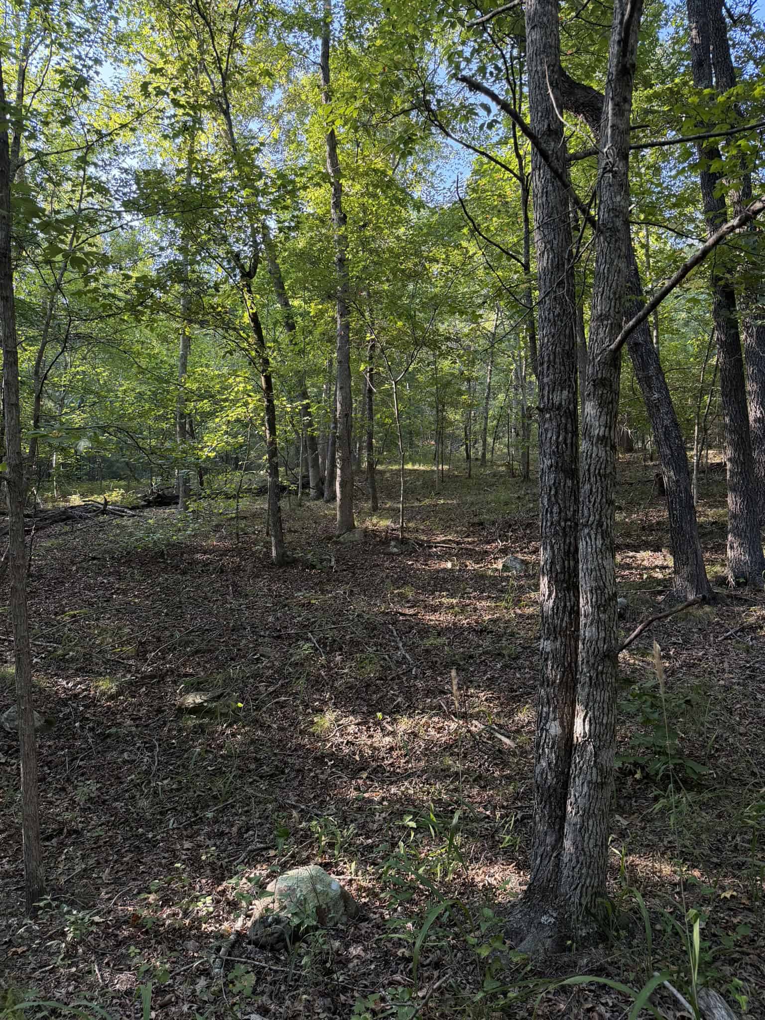 HUNTING LAND FOR SALE IN NORTH CENTRAL ARKANSAS