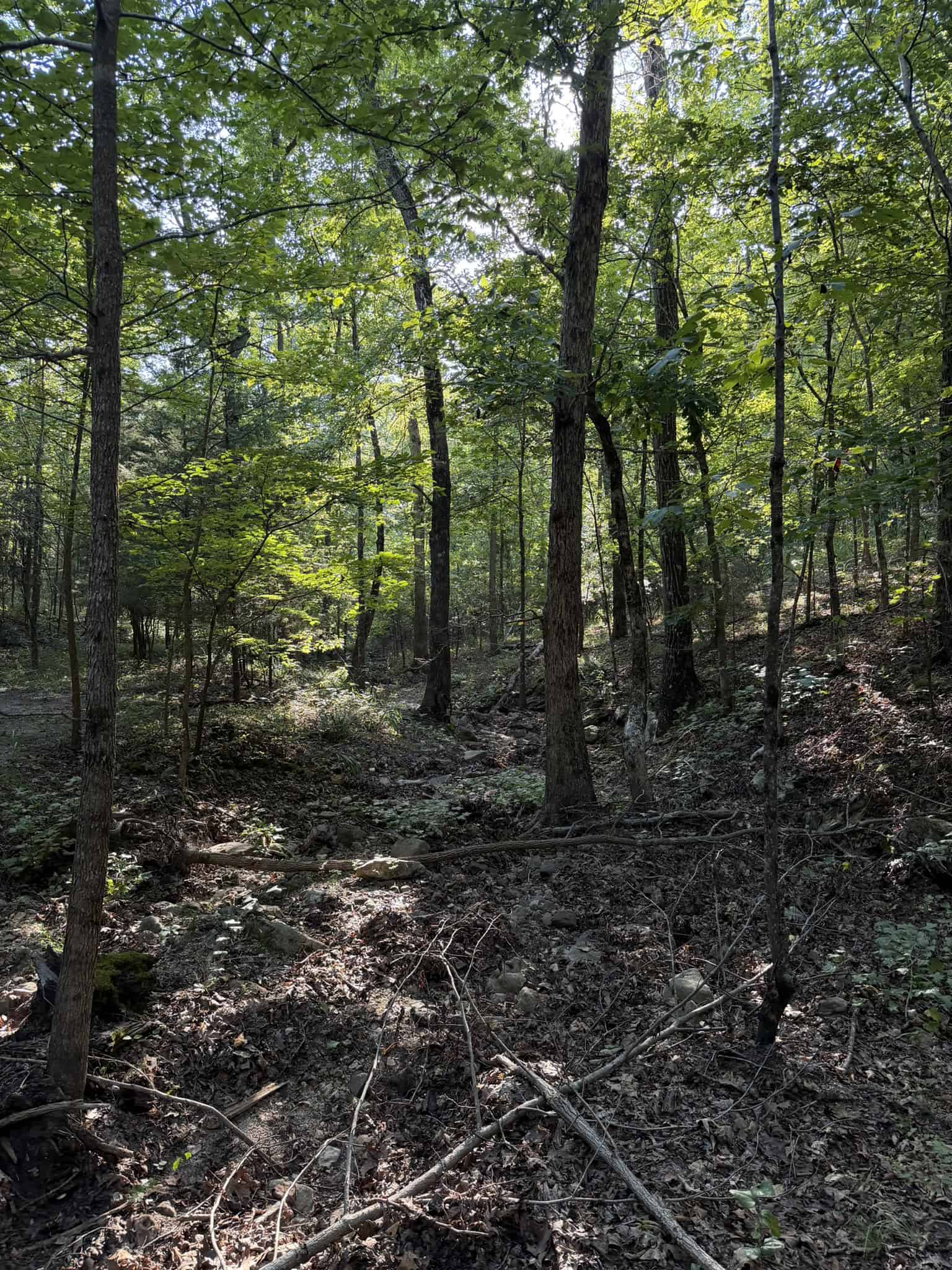 HUNTING LAND FOR SALE IN NORTH CENTRAL ARKANSAS