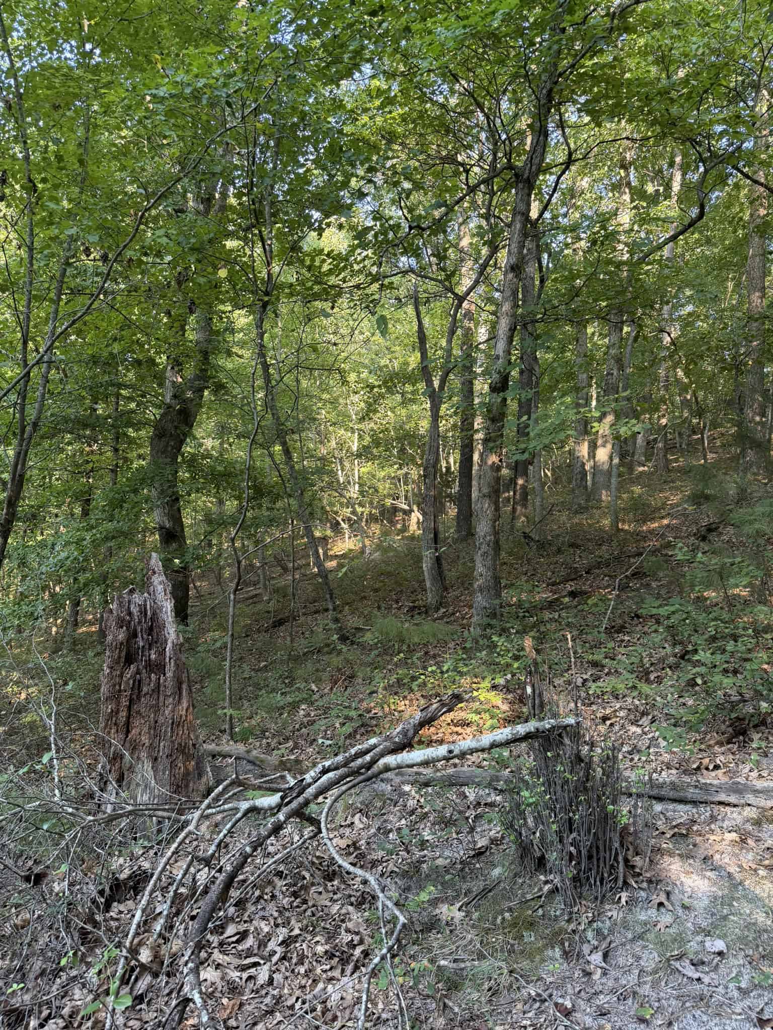 HUNTING LAND FOR SALE IN NORTH CENTRAL ARKANSAS