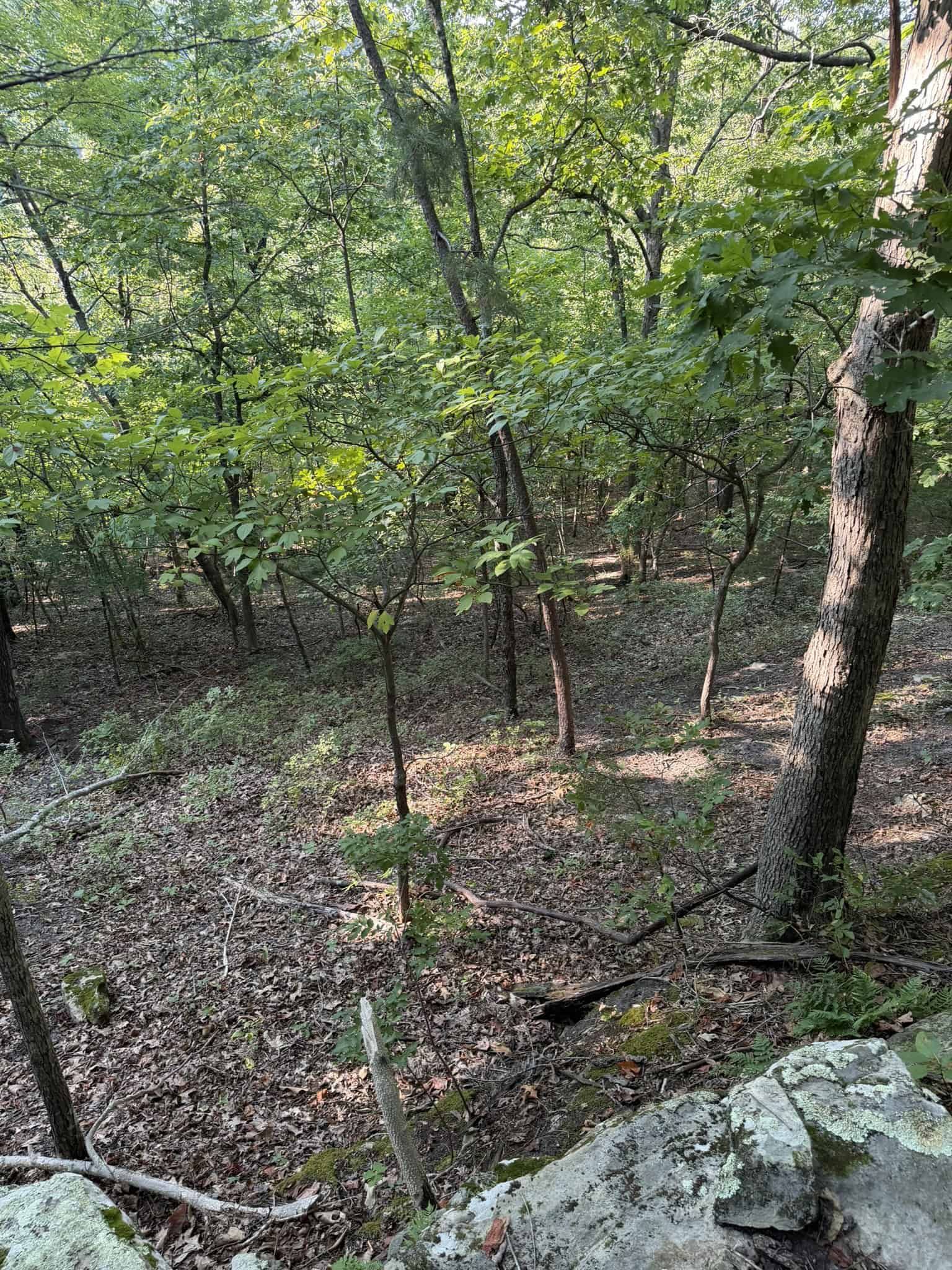 HUNTING LAND FOR SALE IN NORTH CENTRAL ARKANSAS