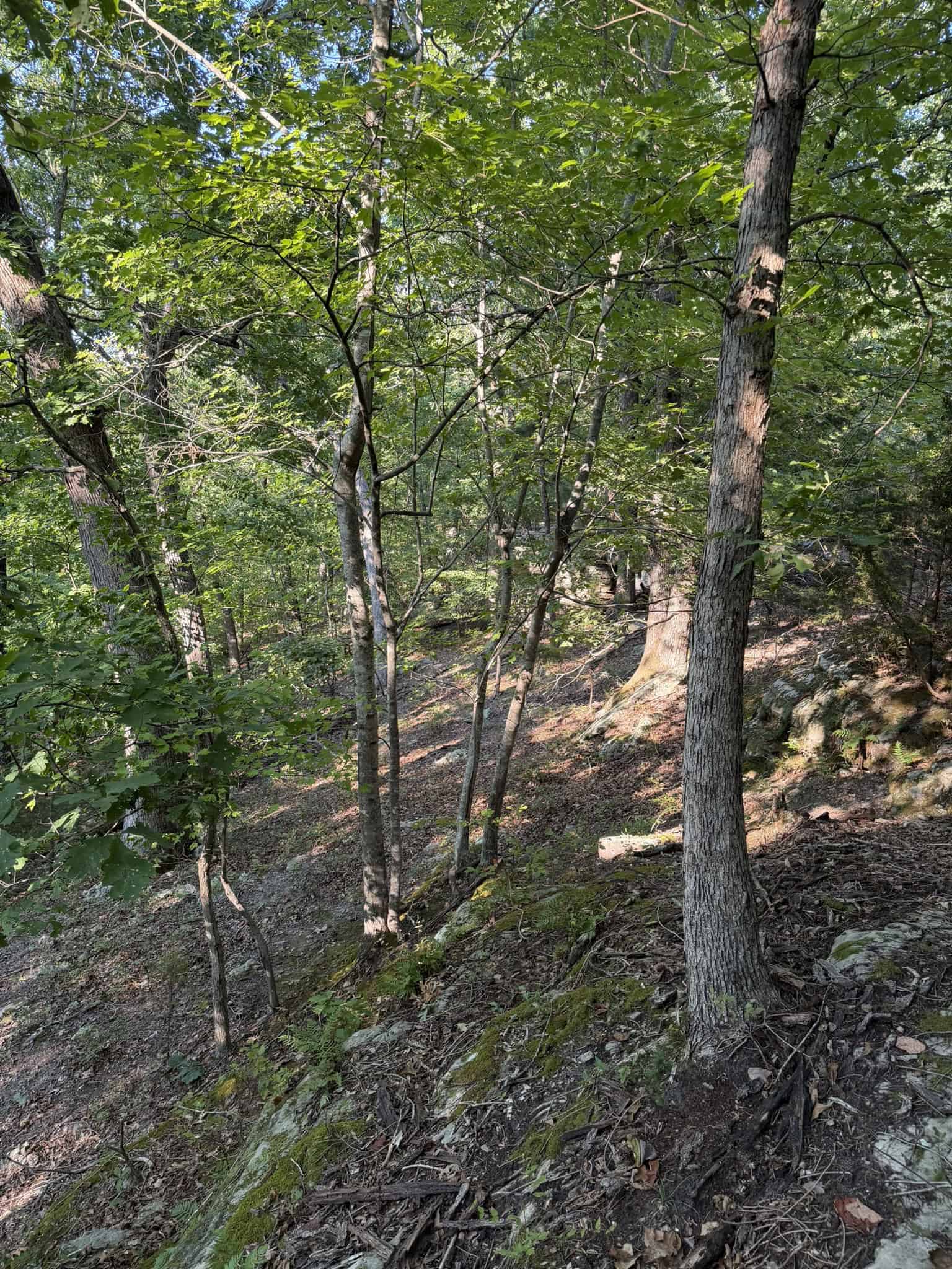 HUNTING LAND FOR SALE IN NORTH CENTRAL ARKANSAS