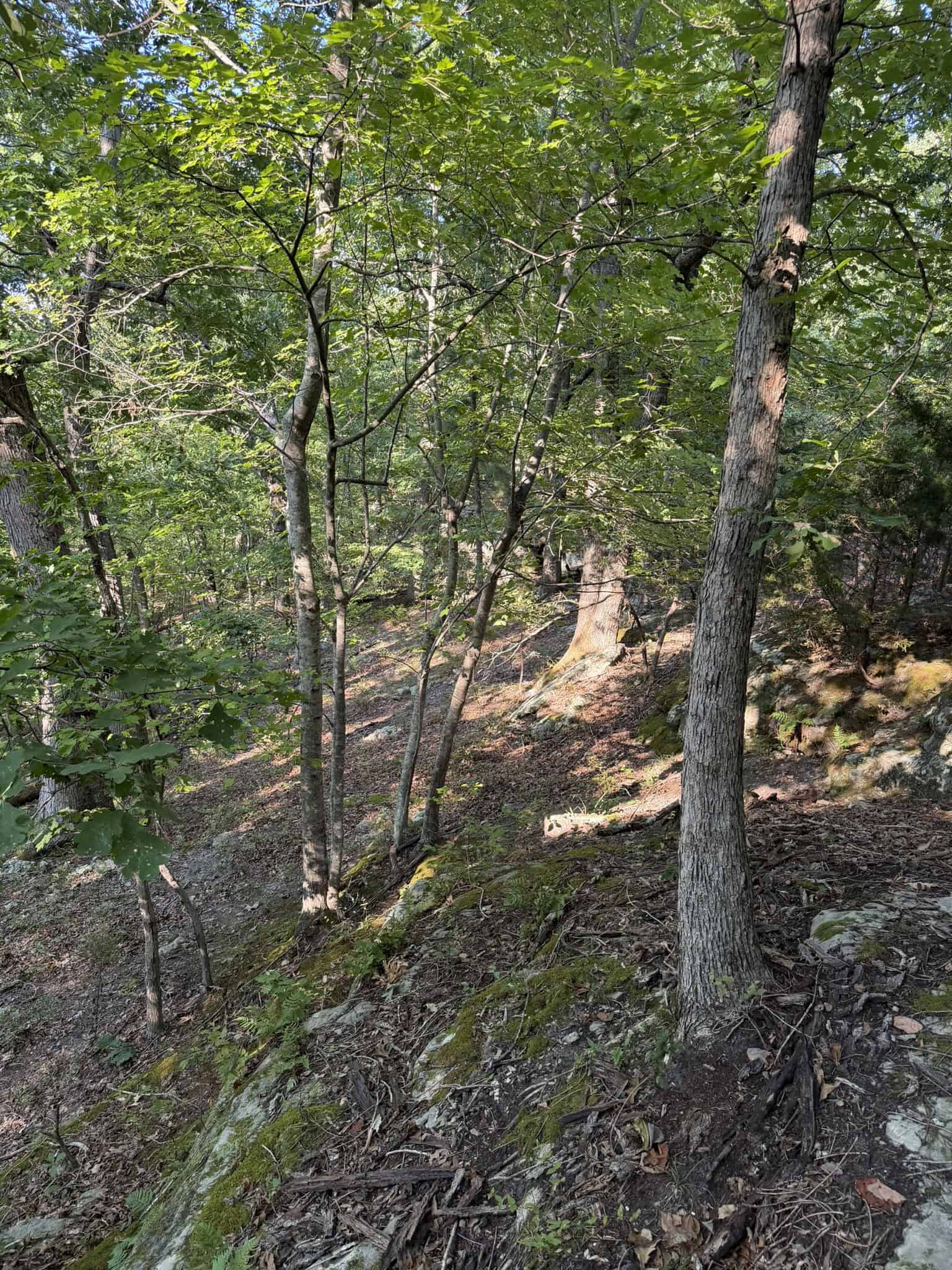HUNTING LAND FOR SALE IN NORTH CENTRAL ARKANSAS