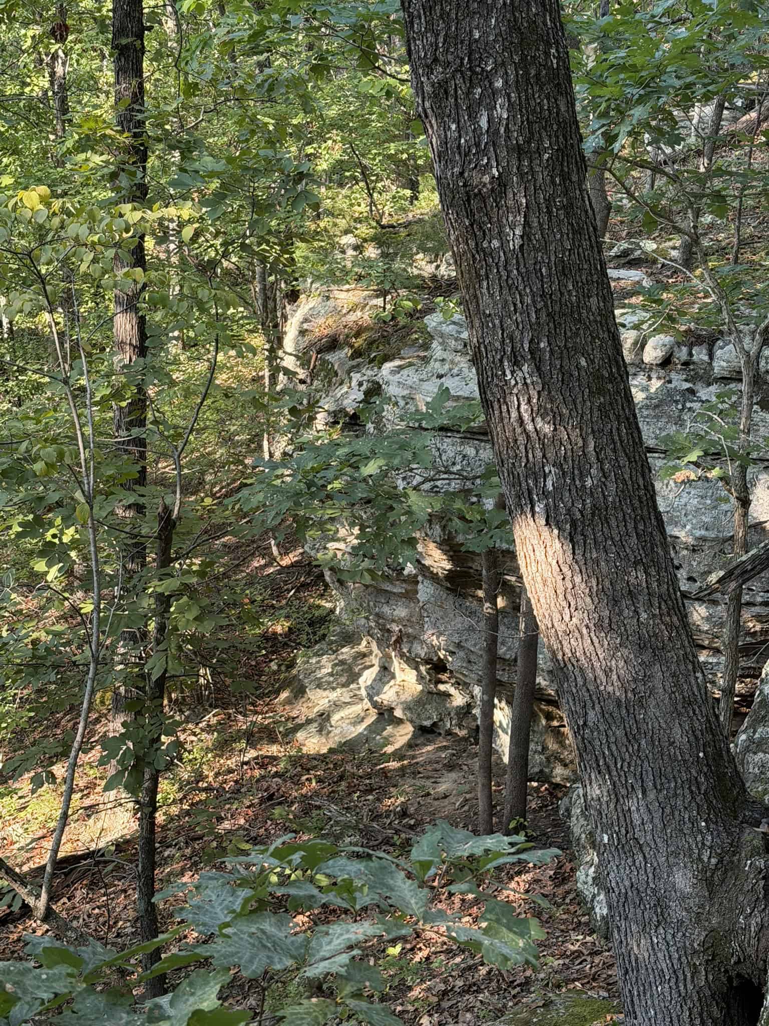 HUNTING LAND FOR SALE IN NORTH CENTRAL ARKANSAS