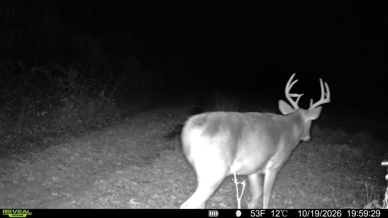 52 Acres of Trophy Whitetail Deer Hunting in Columbia County WI