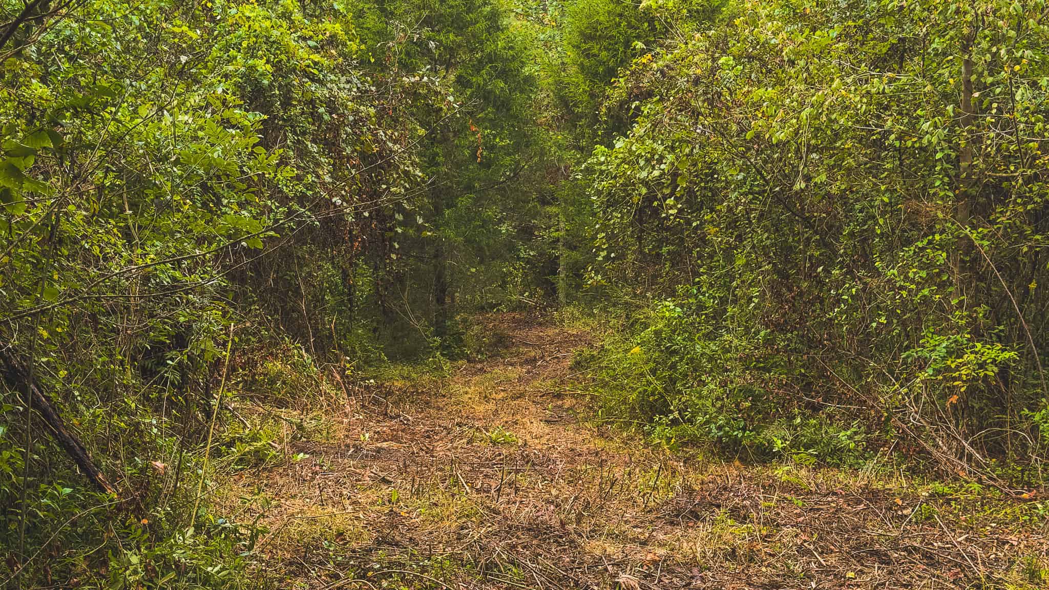 Auction-East Tennessee Hunting Land-Hawkins County-Creek Springs