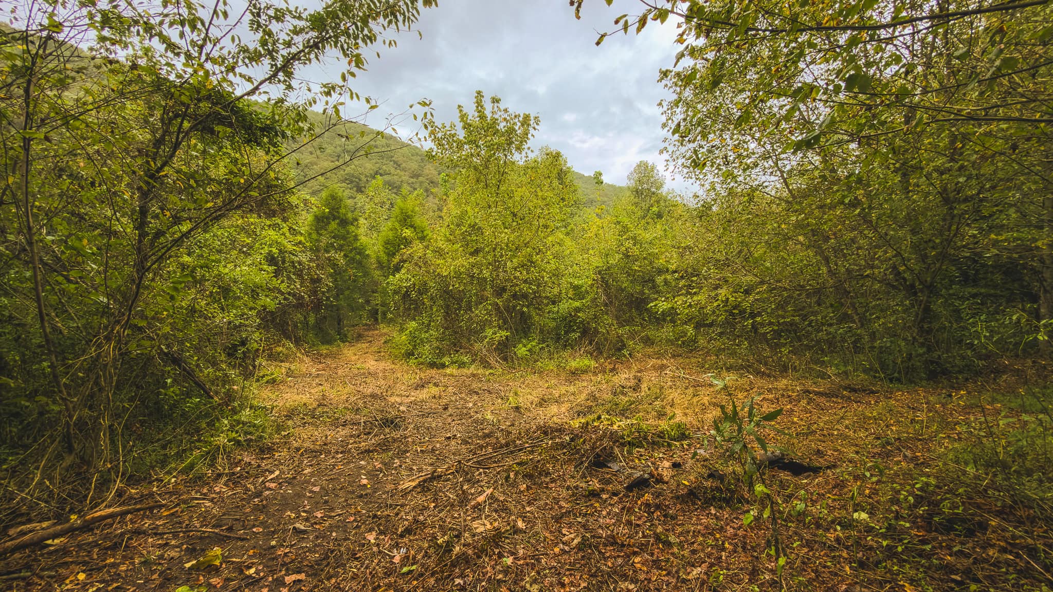 Auction-East Tennessee Hunting Land-Hawkins County-Creek Springs