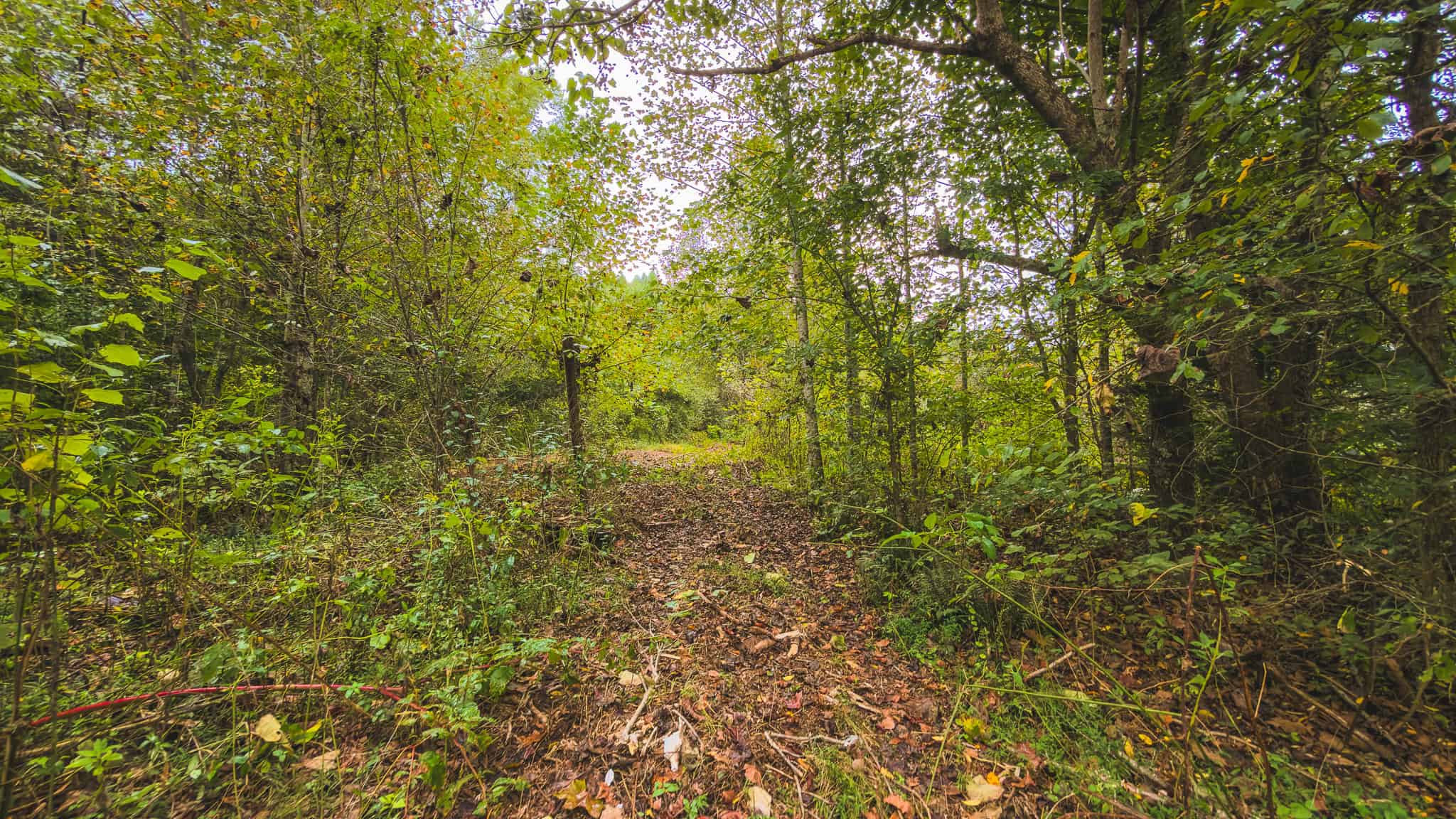 Auction-East Tennessee Hunting Land-Hawkins County-Creek Springs
