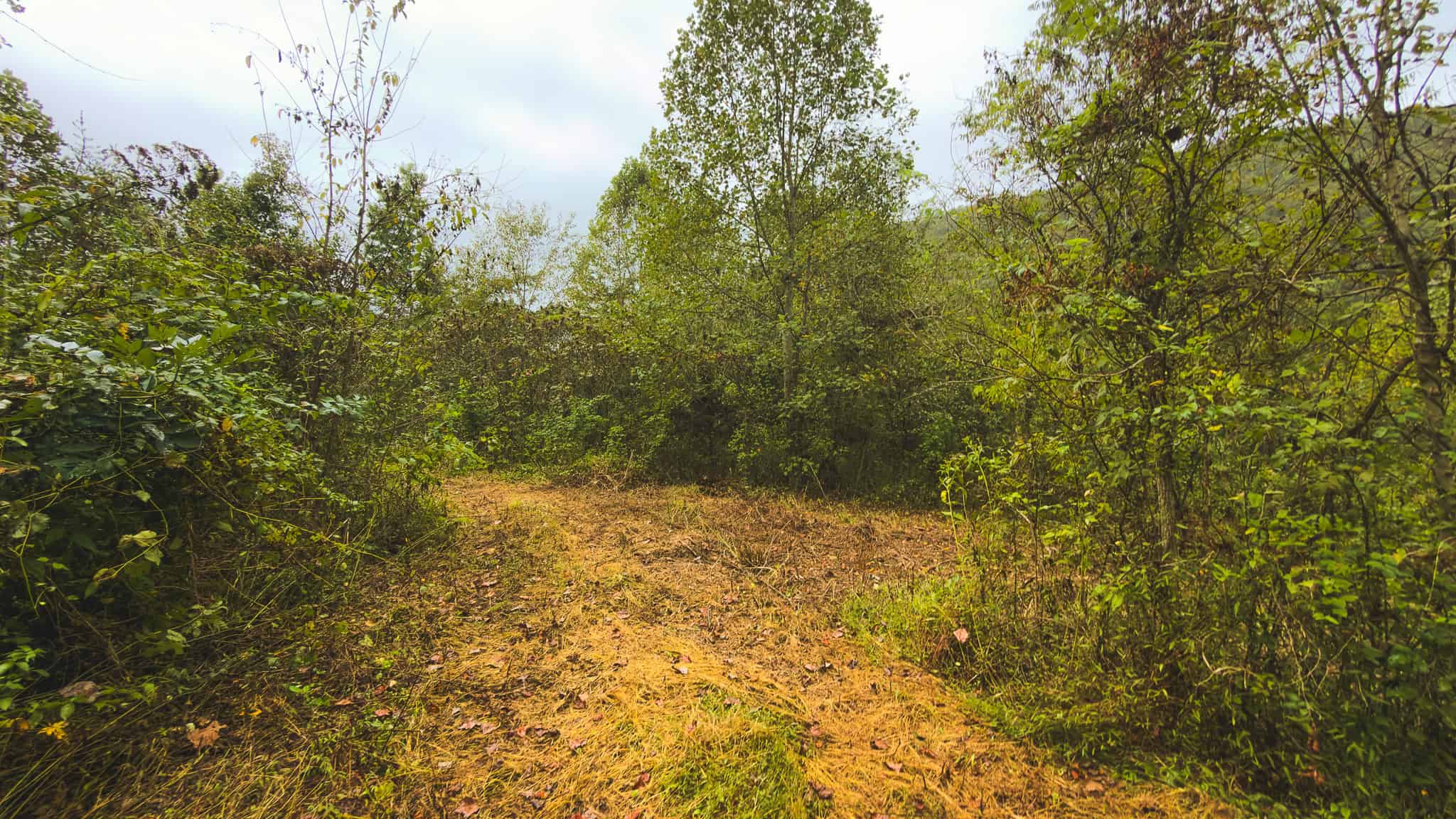 Auction-East Tennessee Hunting Land-Hawkins County-Creek Springs
