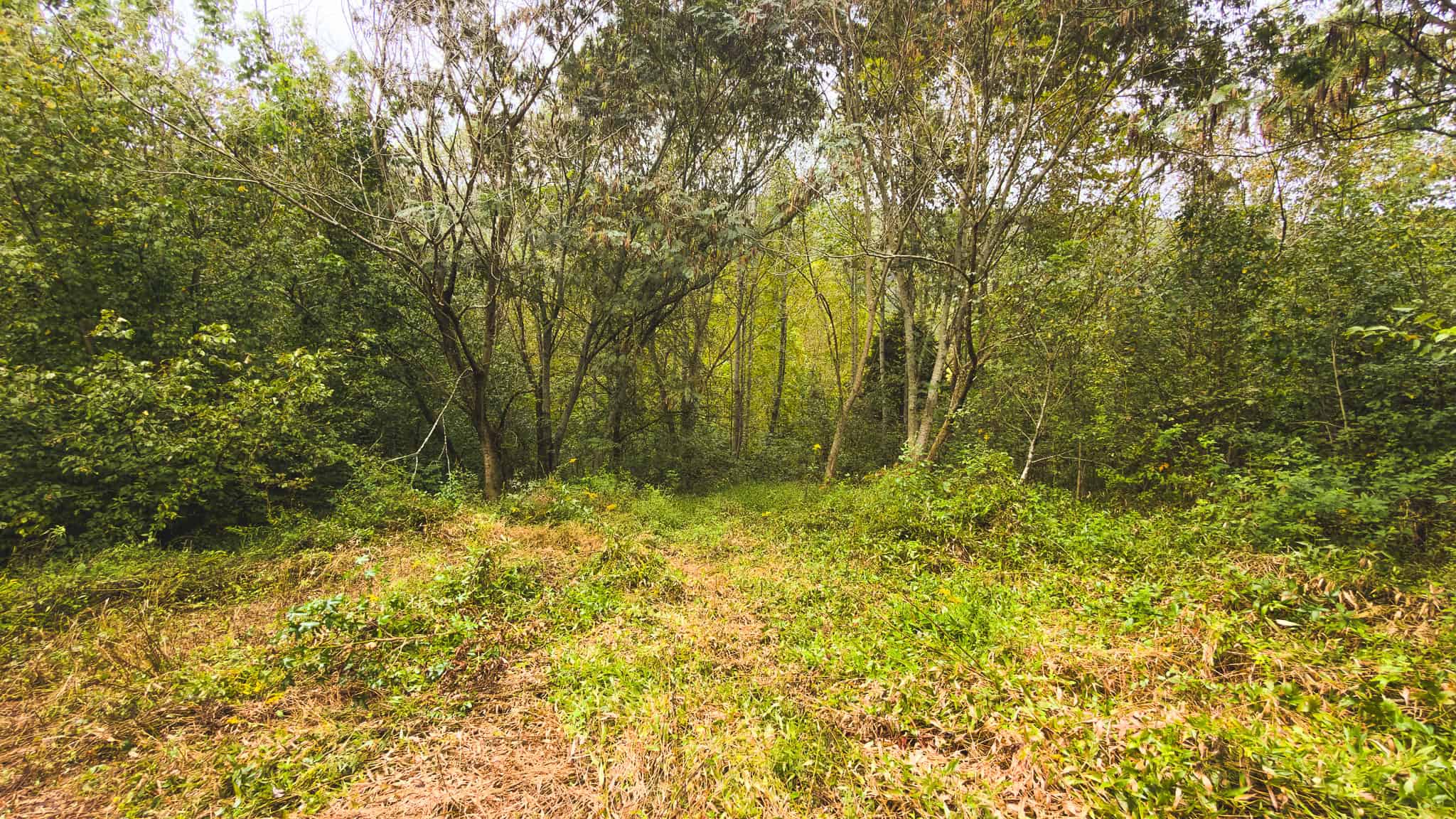 Auction-East Tennessee Hunting Land-Hawkins County-Creek Springs