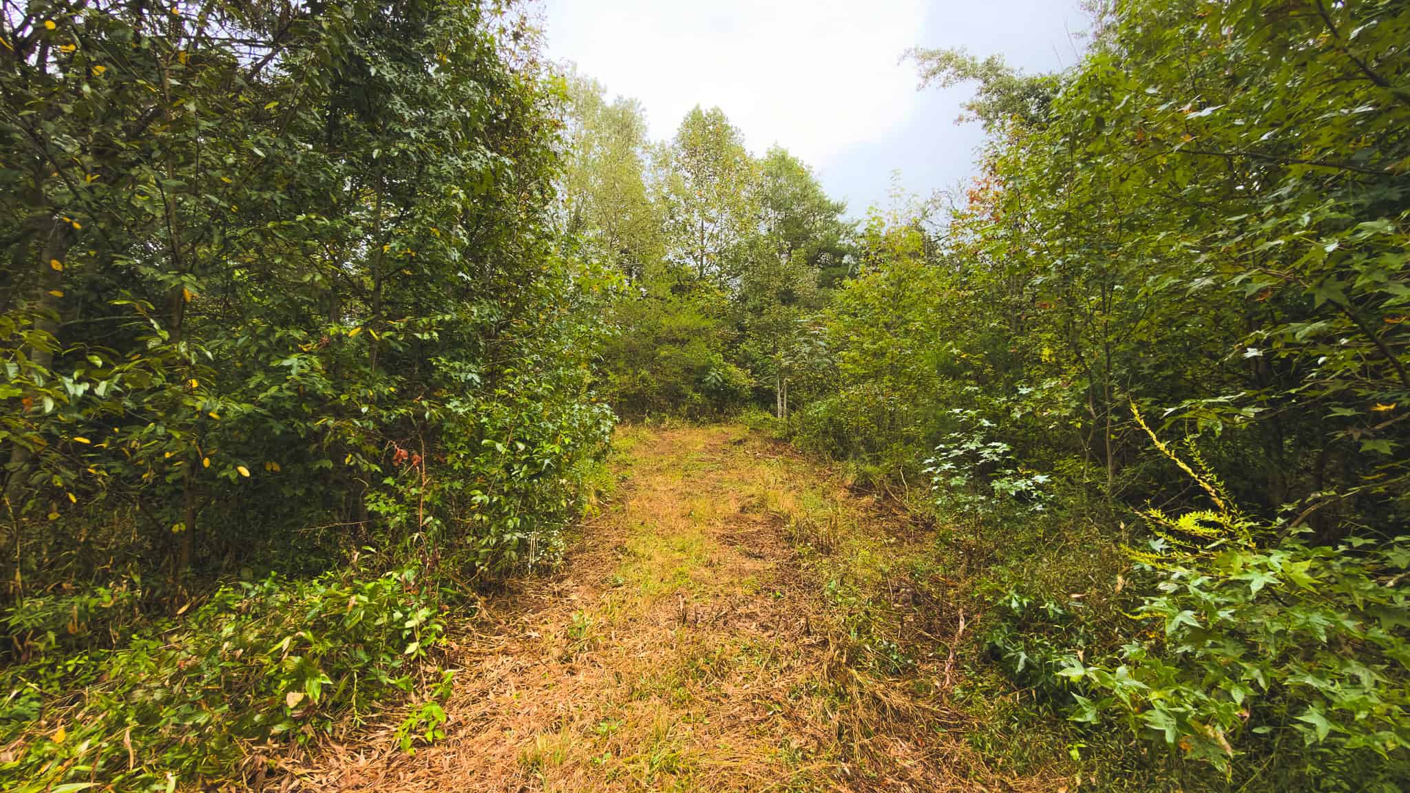 Auction-East Tennessee Hunting Land-Hawkins County-Creek Springs