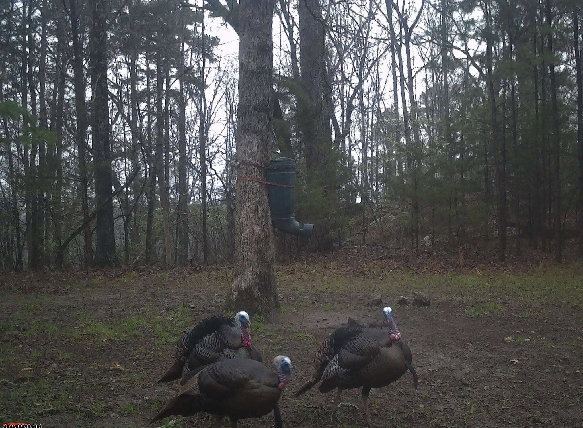 HUNTING LAND FOR SALE IN NORTH CENTRAL ARKANSAS