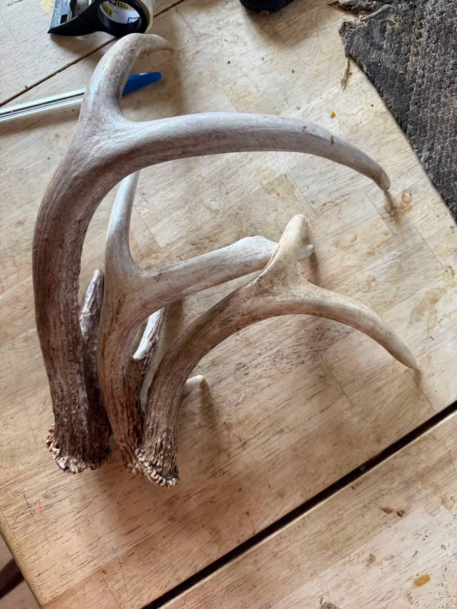 52 Acres of Trophy Whitetail Deer Hunting in Columbia County WI