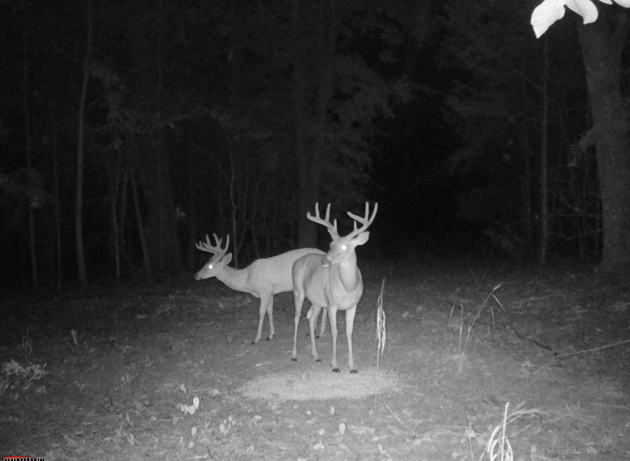 HUNTING LAND FOR SALE IN NORTH CENTRAL ARKANSAS