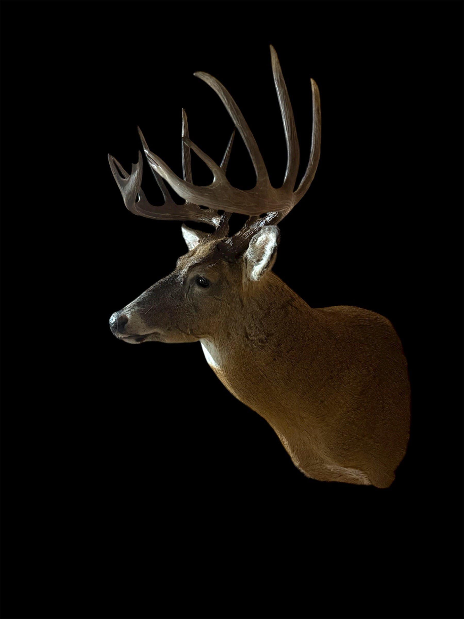 52 Acres of Trophy Whitetail Deer Hunting in Columbia County WI