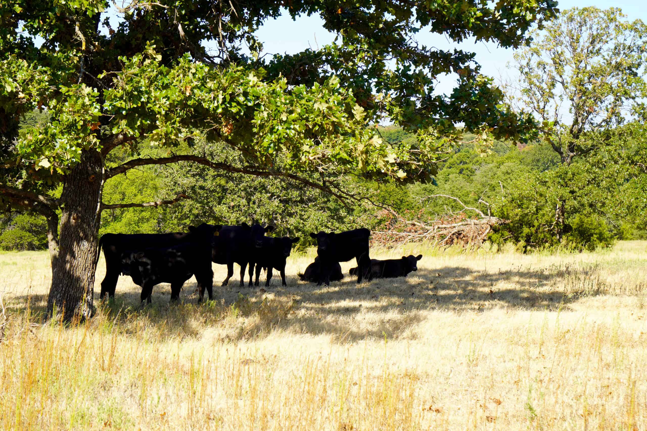 80 Ac Central Ok Pasture Ranch Land For Sale