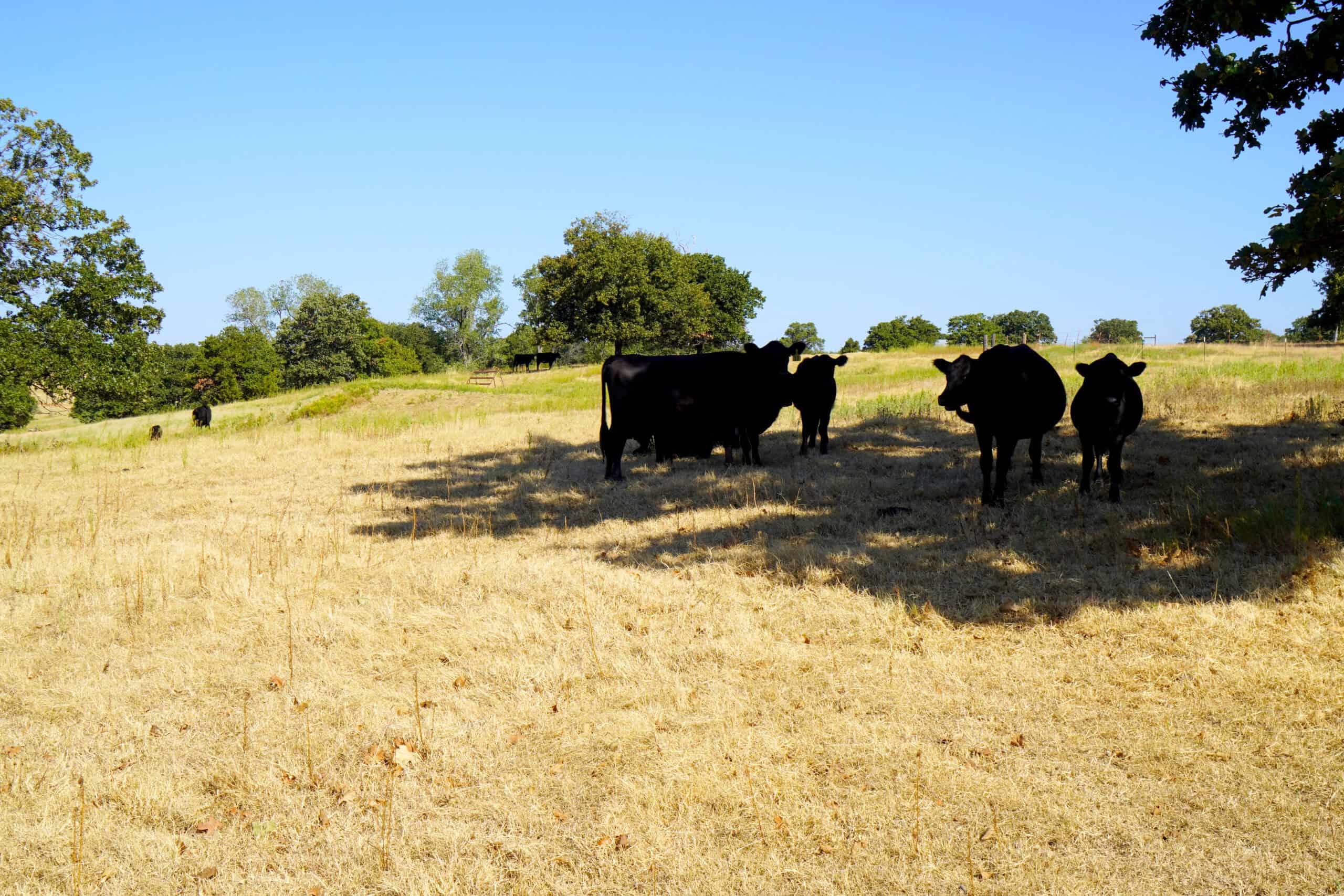 80 Ac Central Ok Pasture Ranch Land For Sale