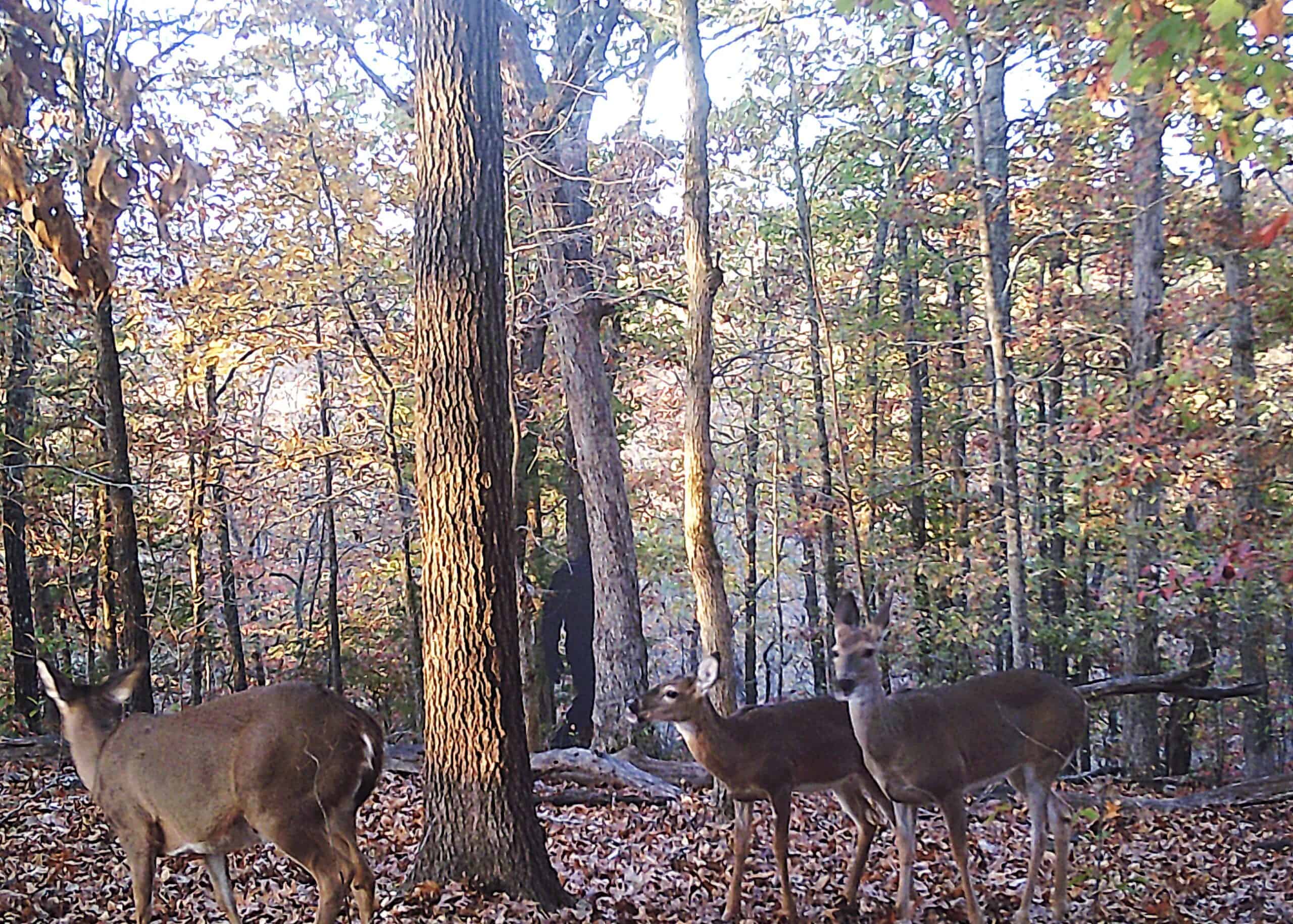 LAND FOR SALE IN NORTH CENTRAL ARKANSAS
