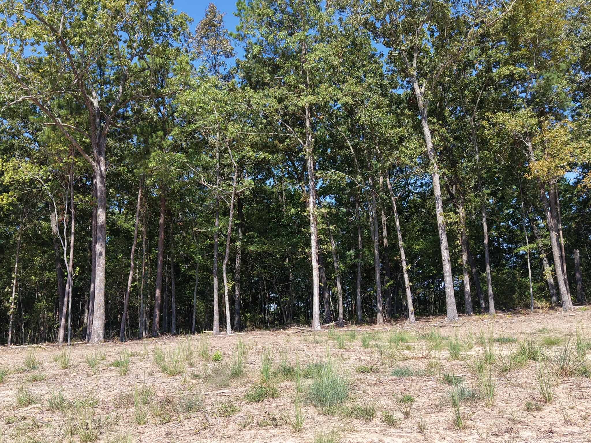 32 Acres For Sale in Clinton AR – Ozark Mountains
