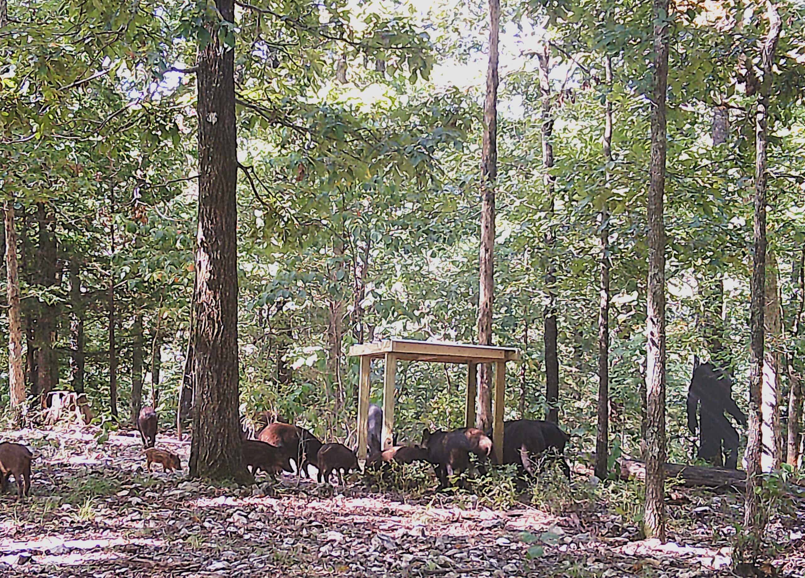 LAND FOR SALE IN NORTH CENTRAL ARKANSAS