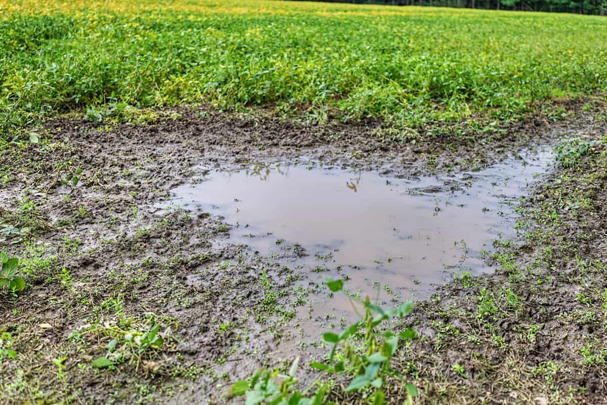 Proven big buck producer 121 Acres in Monroe County