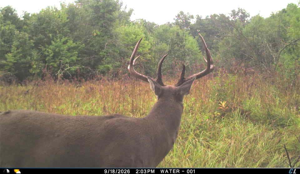30-Acre Hunting & Camping Retreat with Food Plots, Well & RV Hookups | Adams County, Wisconsin