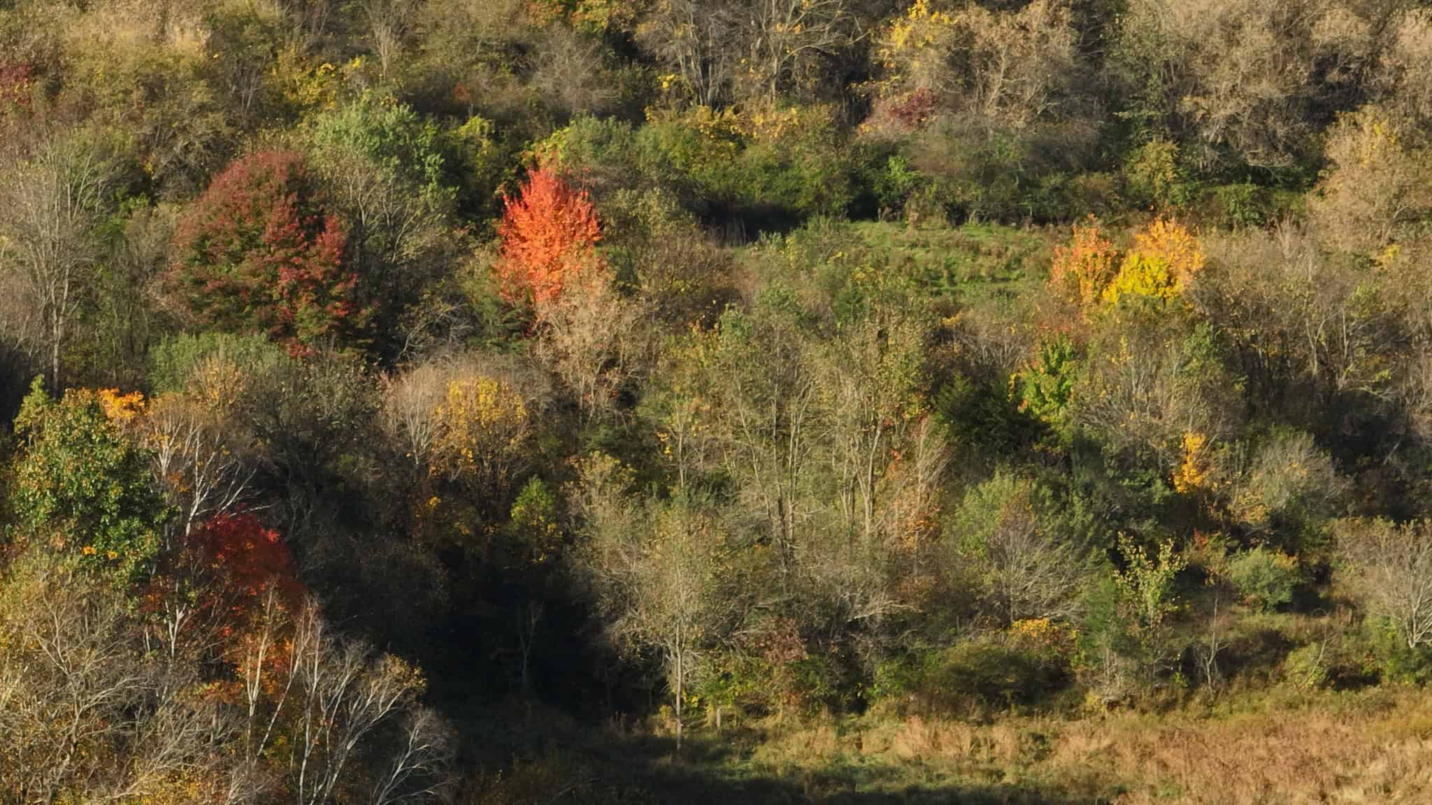 28+/- Acres of Wisconsin Countryside | Fenced Cattle Pasture, Hardwood Ridges, Stream & Dream Homesite